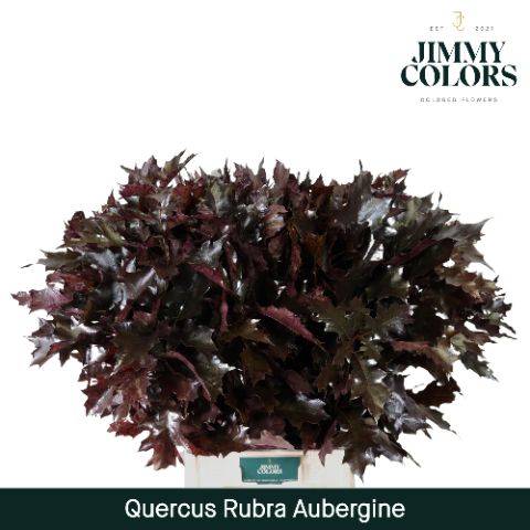 Quercus Rubra L80 Aubergine