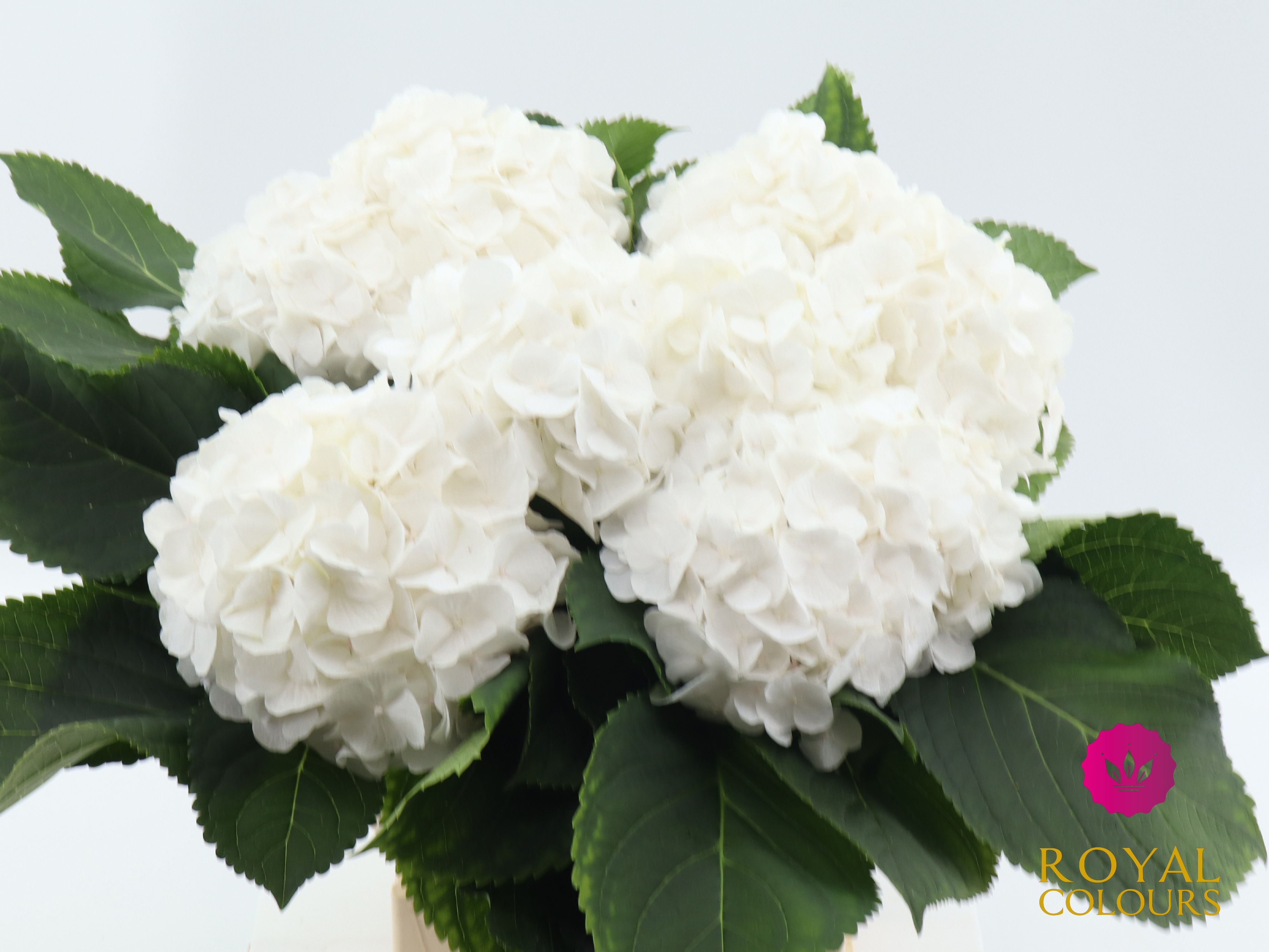 Hydrangea White Verena 60cm 18Ø