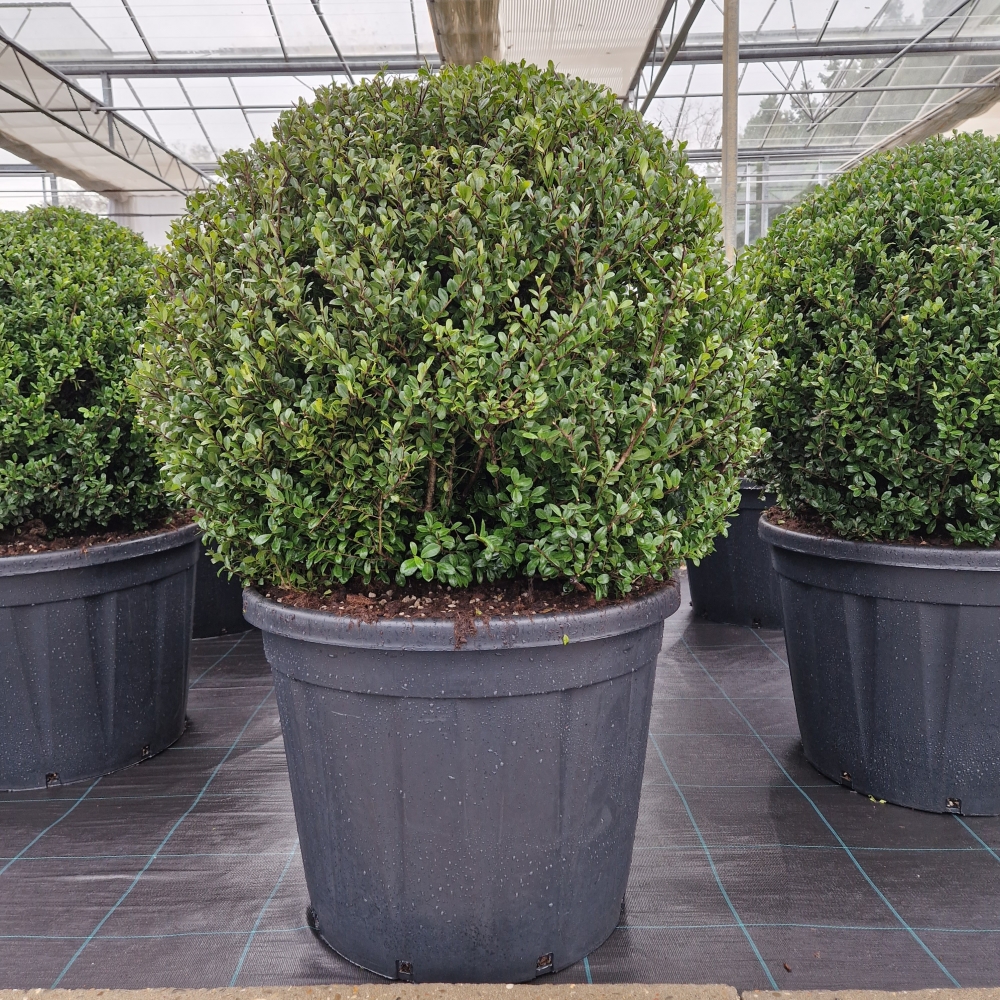 Picture of Ilex crenata Heco C130 BALL-90/+ (LOOSE)