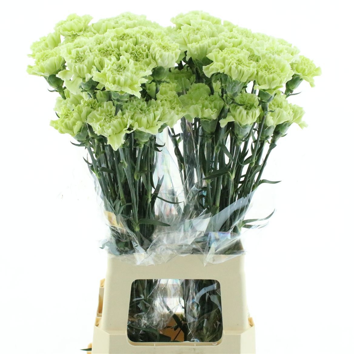 Dianthus St 70cm