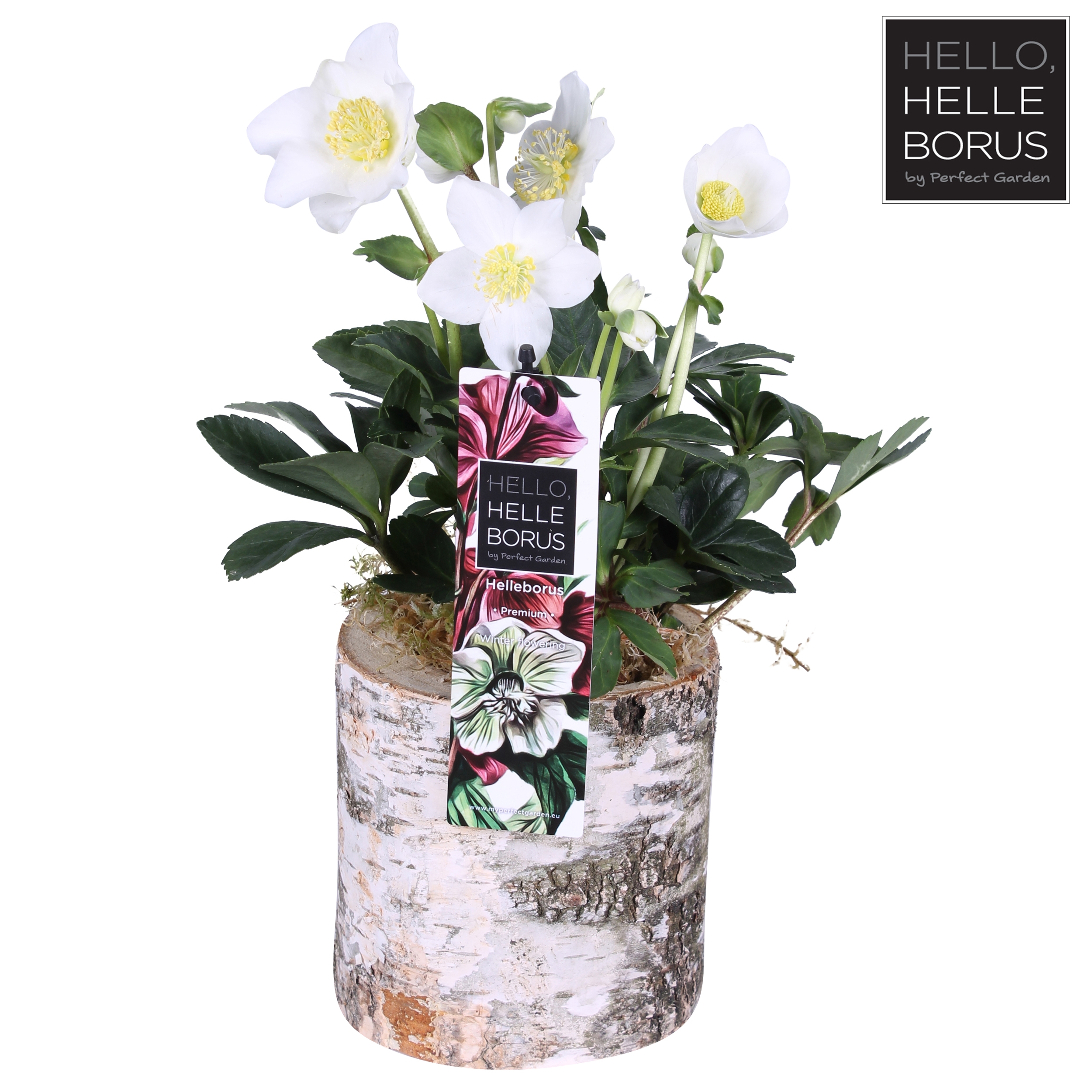 Picture of Helleborus niger Christmas Carol (in birch pot) P12