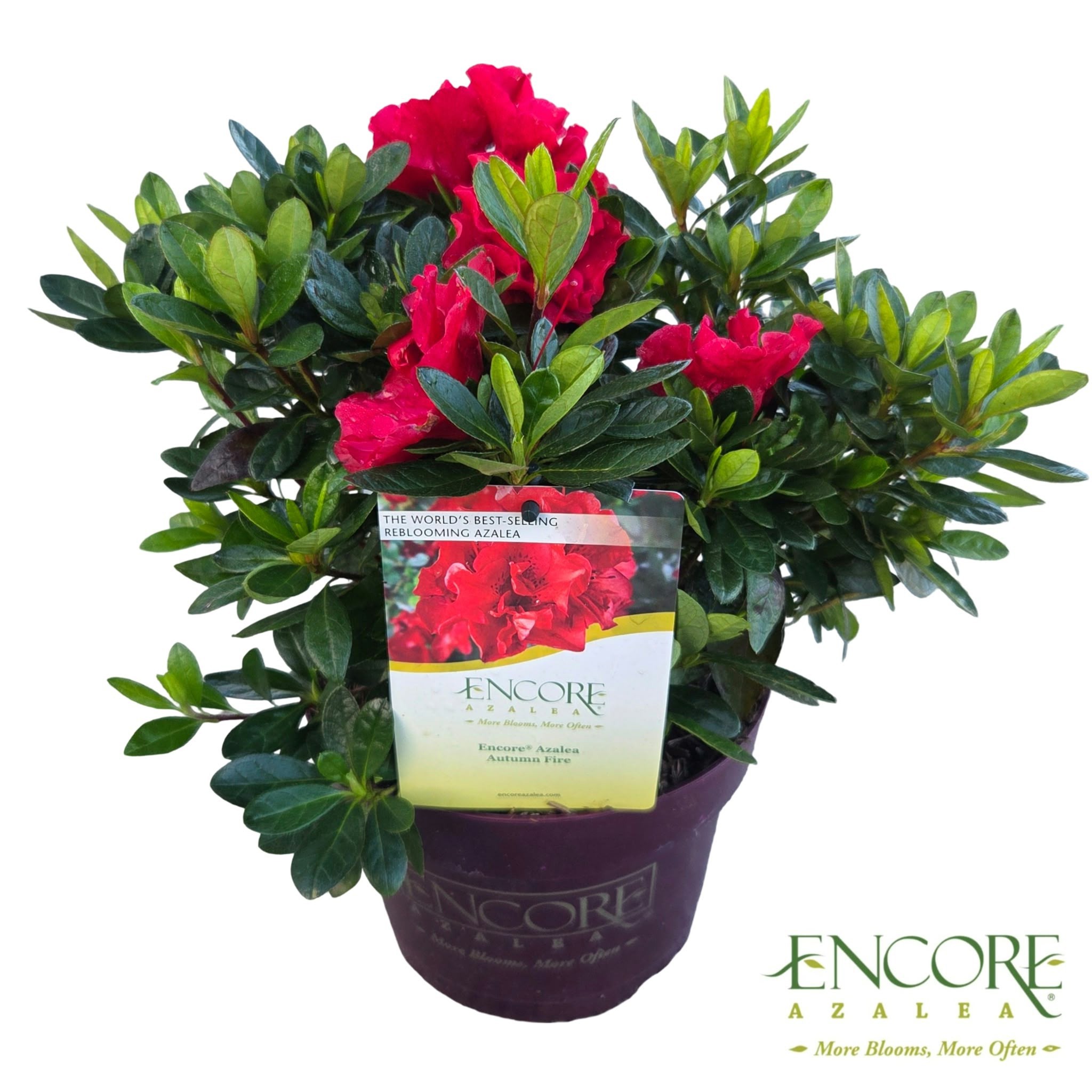 Rhododendron Encore® Autumn Fire ('Roblez')