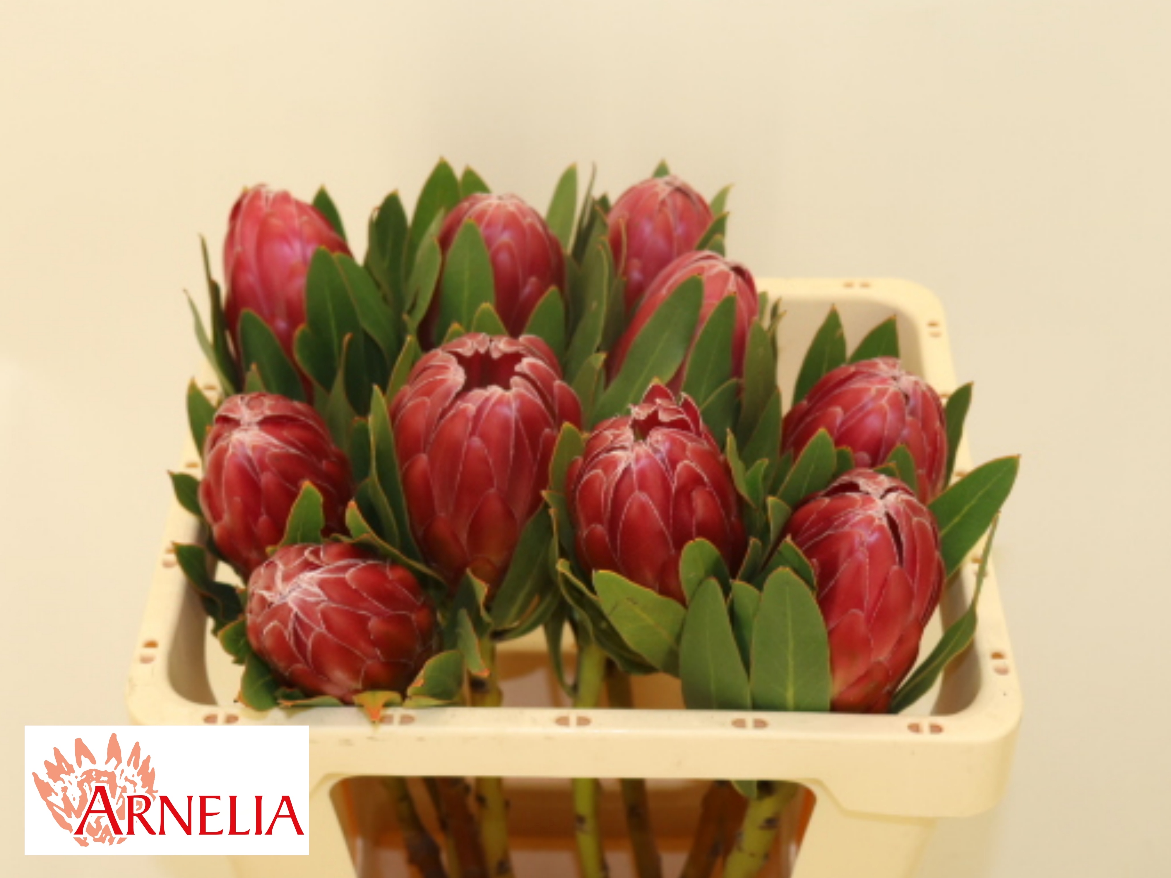 Protea Brenda 50cm
