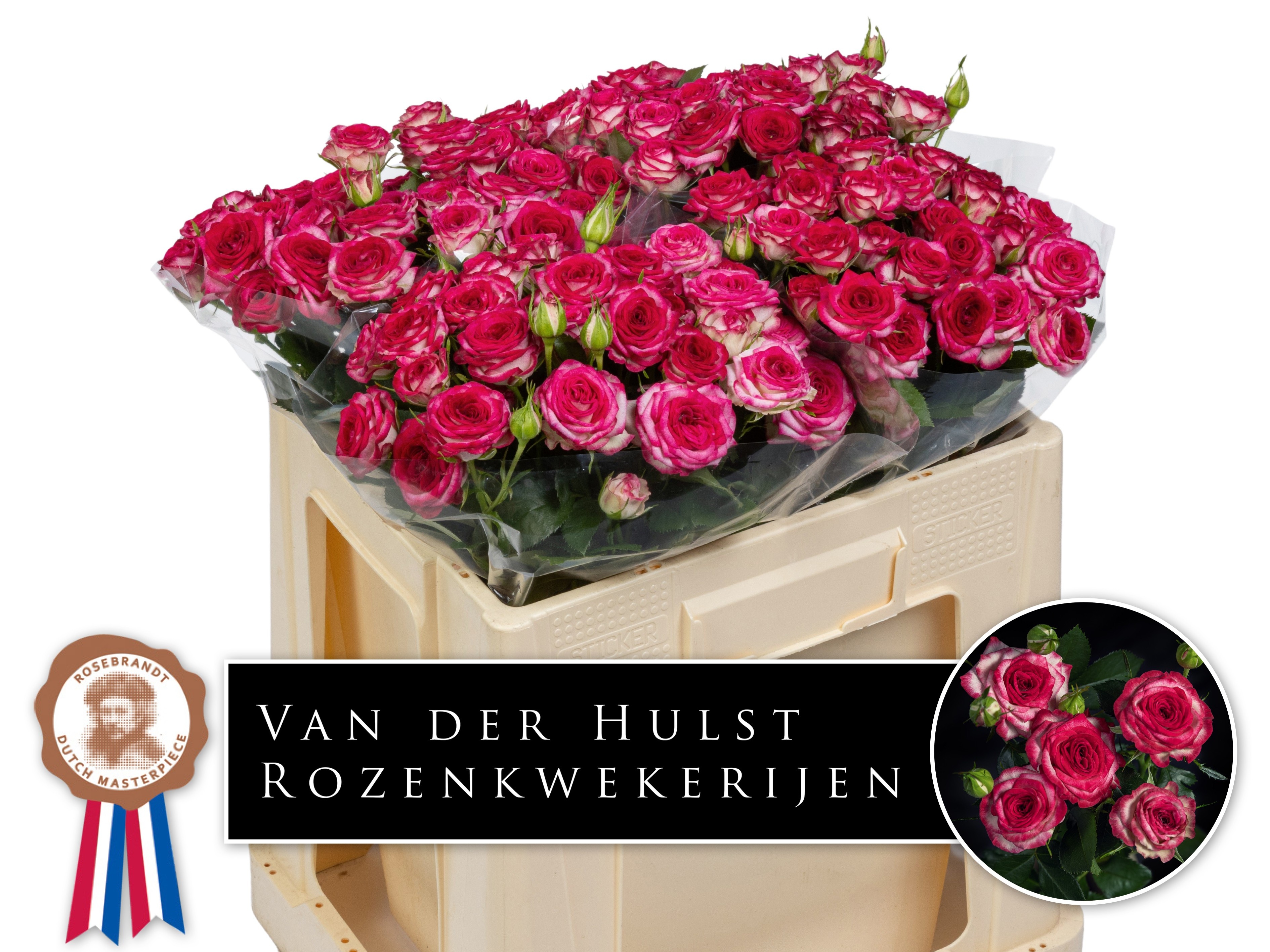 Rosa Spr Rose Bonbon! 50cm