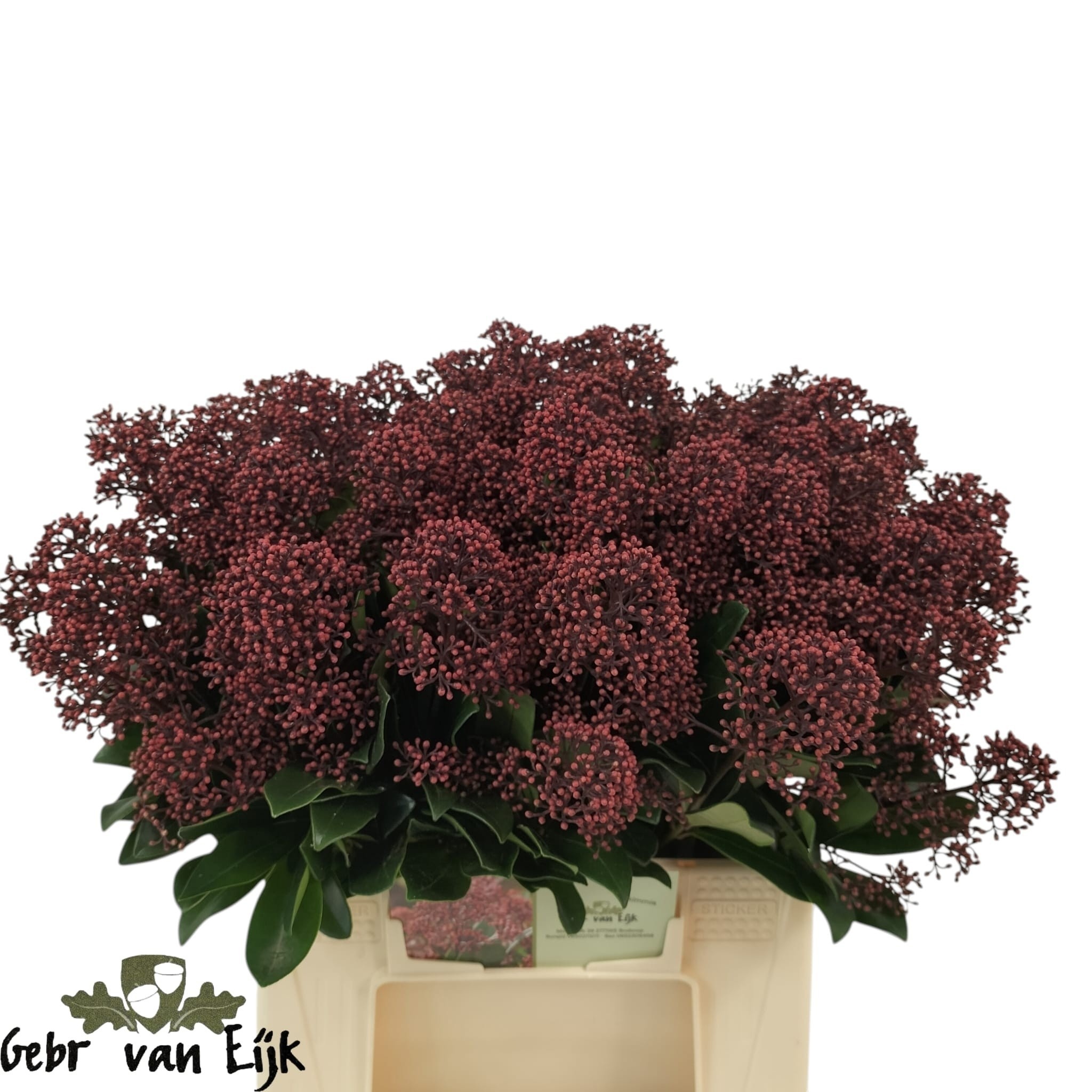 Skimmia Japonica Rubella 45cm