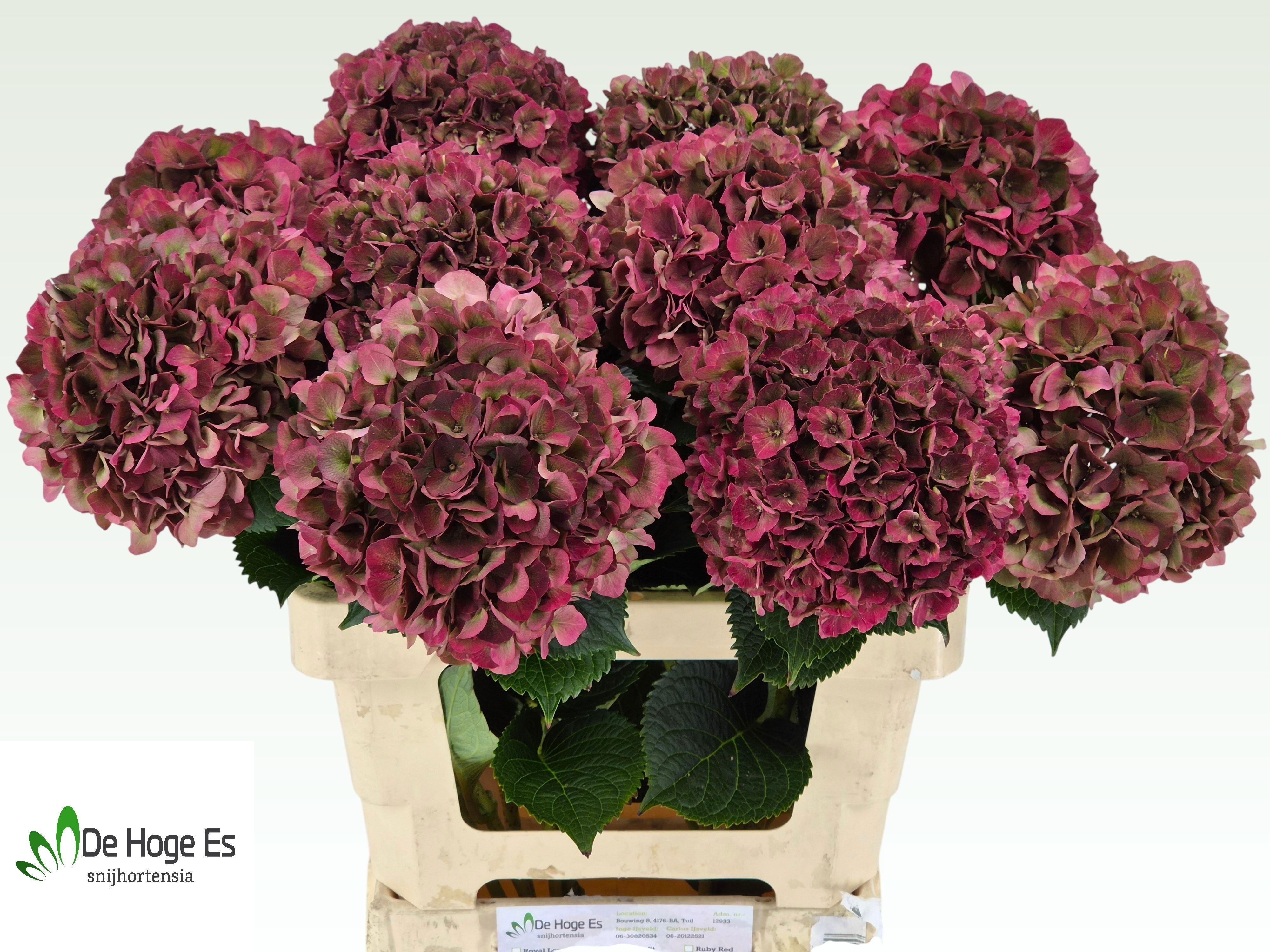 Hydrangea Ruby Pink Classic 60cm 16Ø