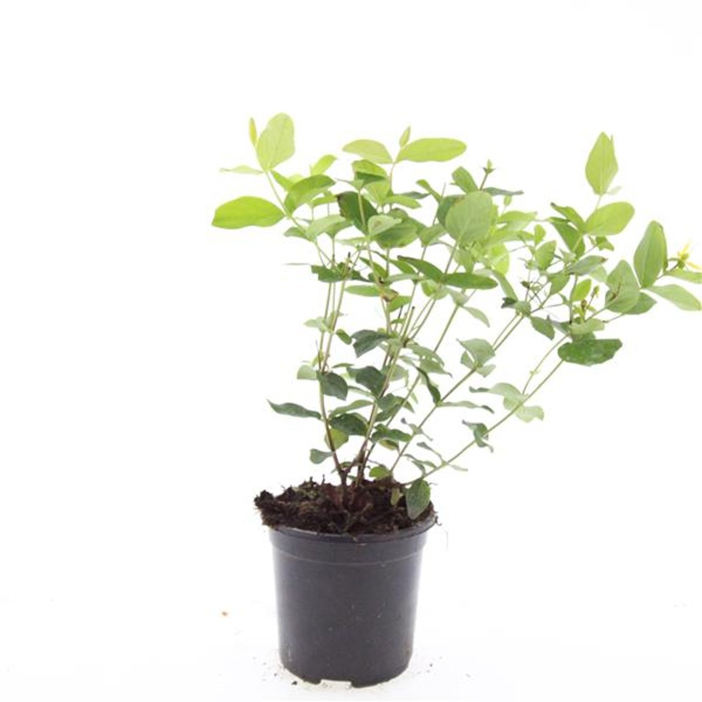 Hypericum inodorum 'Annebel'