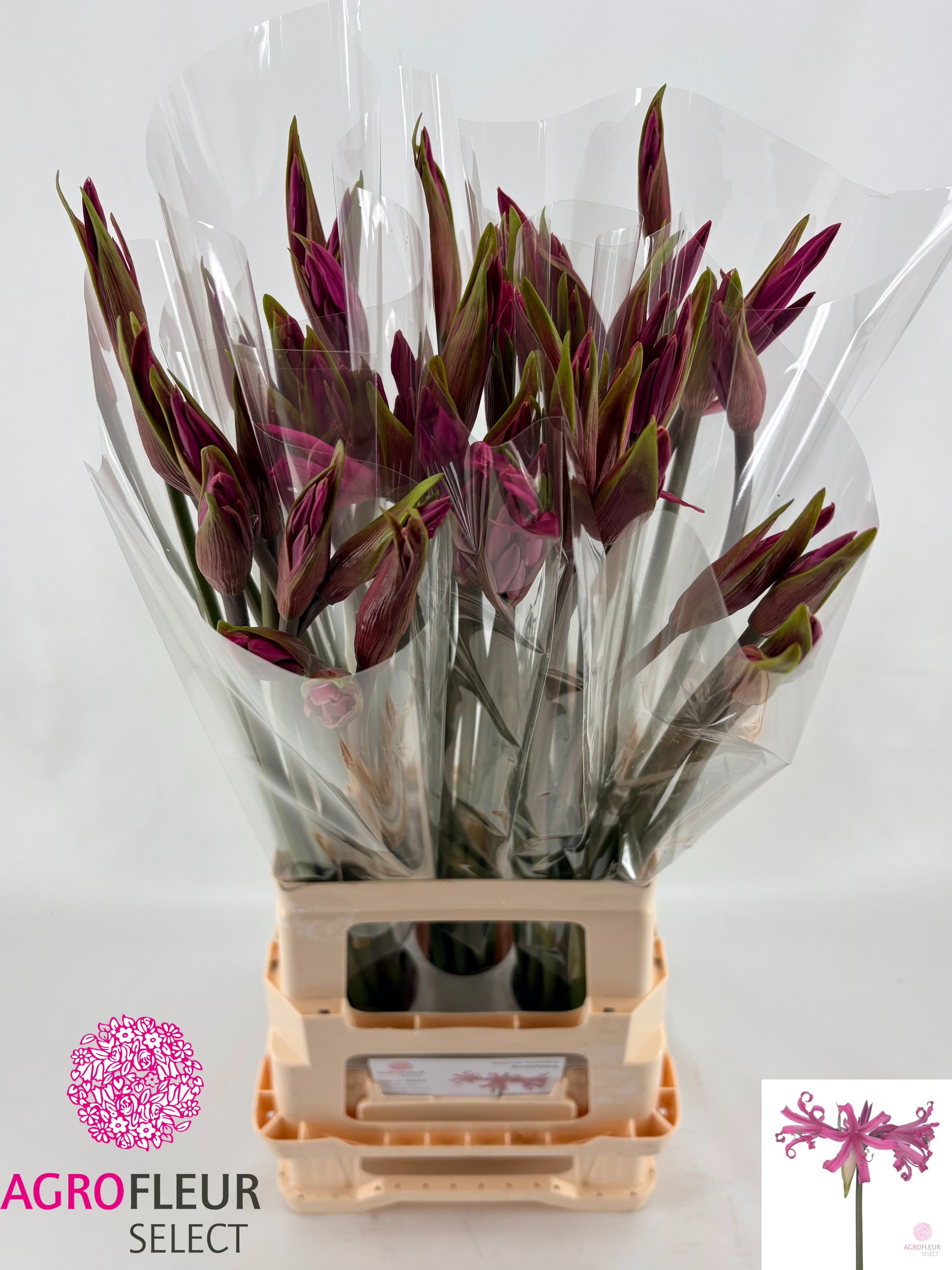 Nerine Amarine Dark Pink 70cm