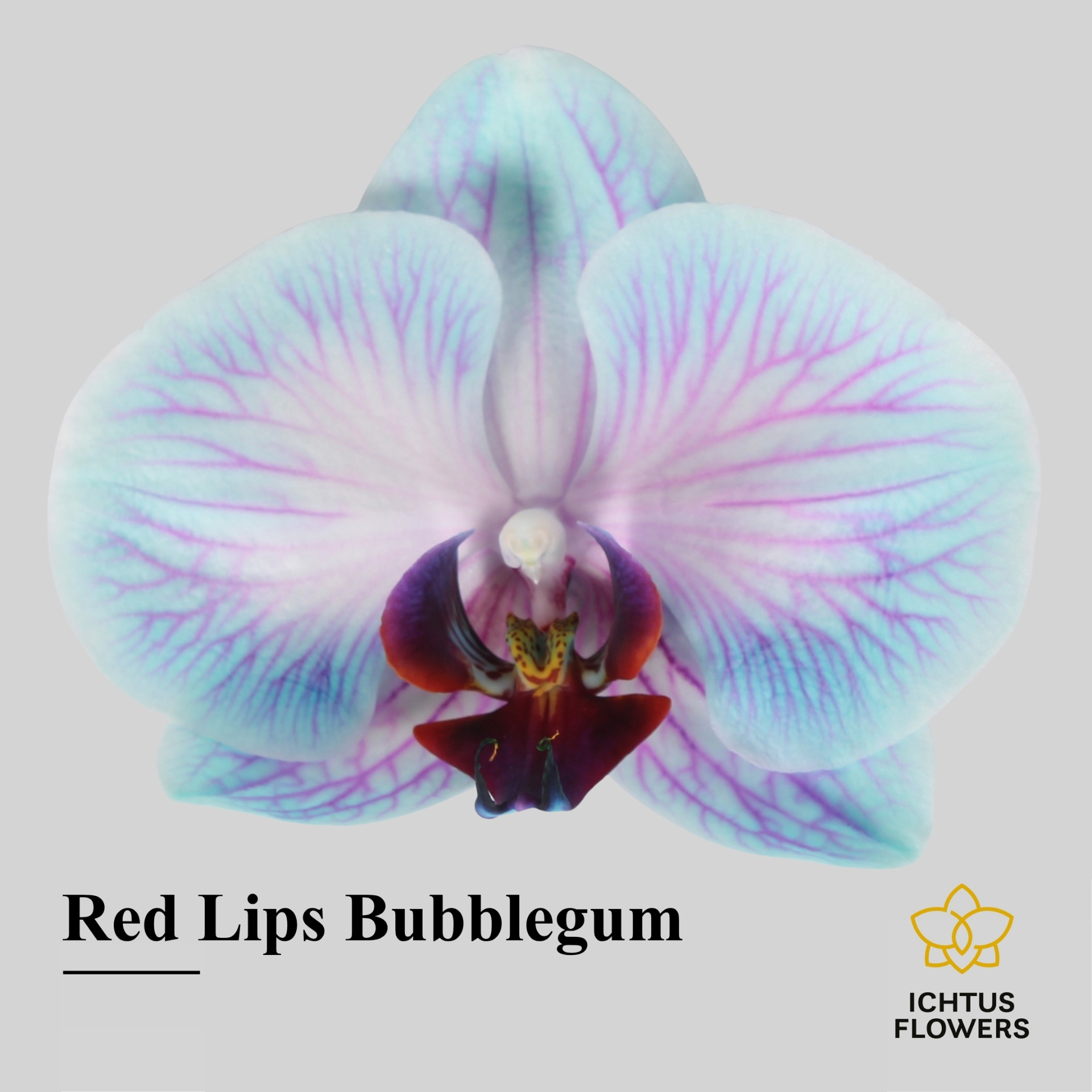 Phal Paint Red Lips Bubblegum Bloem 25 Bloemen