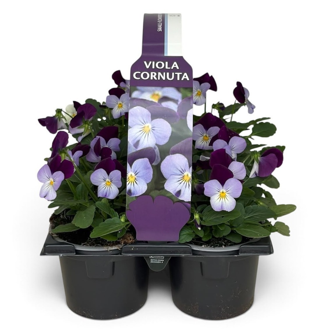 Viola Sixpack Viola Cornuta Lilac Purple-Wing