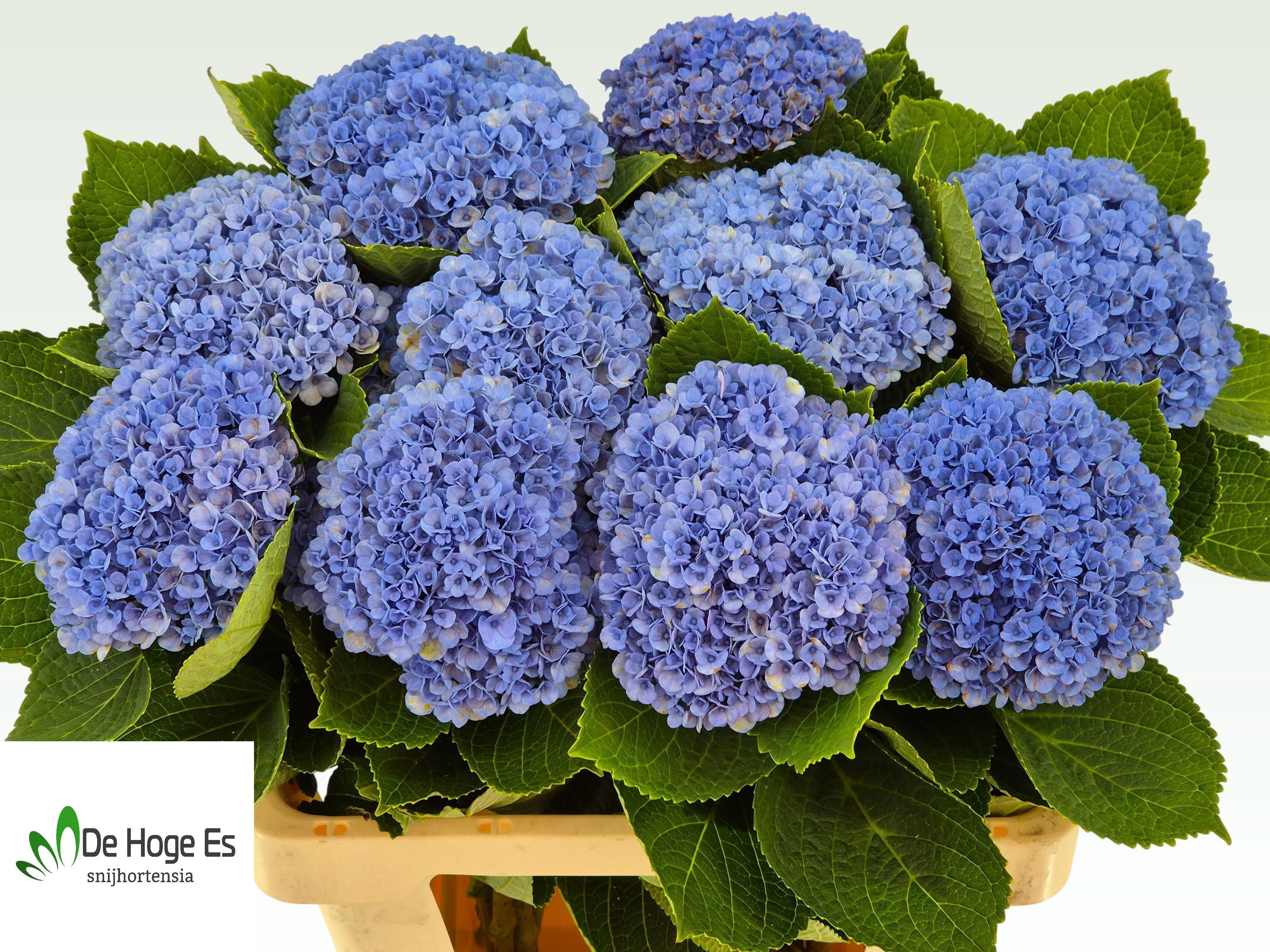 Hydrangea Revolution 60cm 14Ø