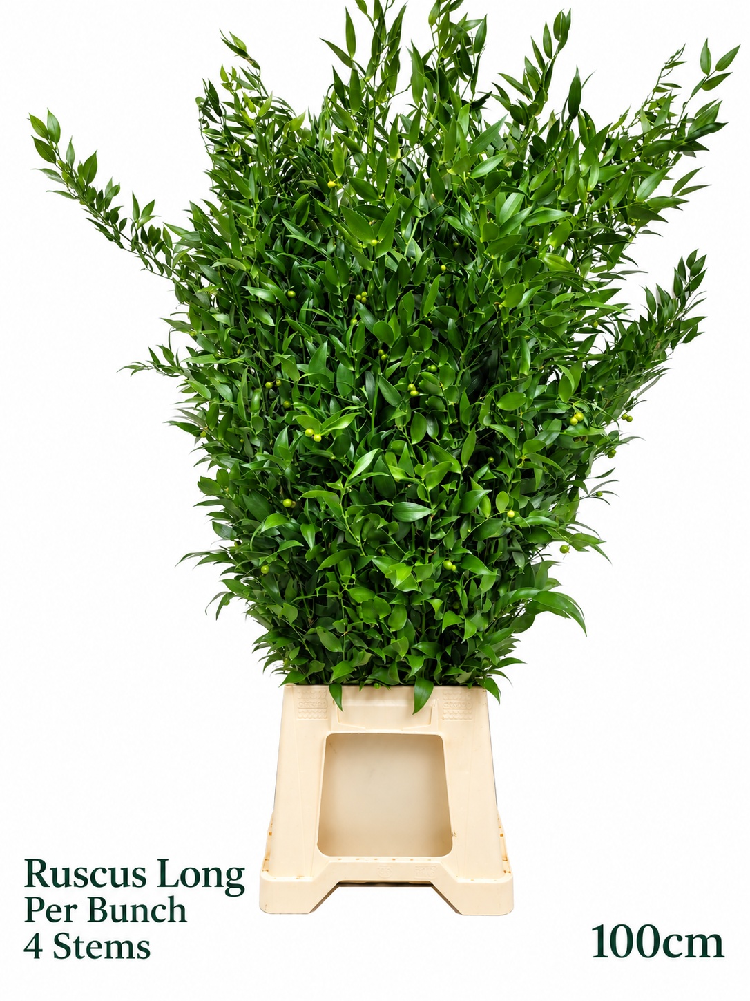 Ruscus Aculeatus Bs 110L.cm