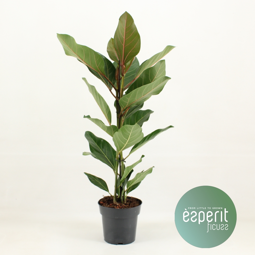 Picture of Ficus benghalensis Joy P17 65CM