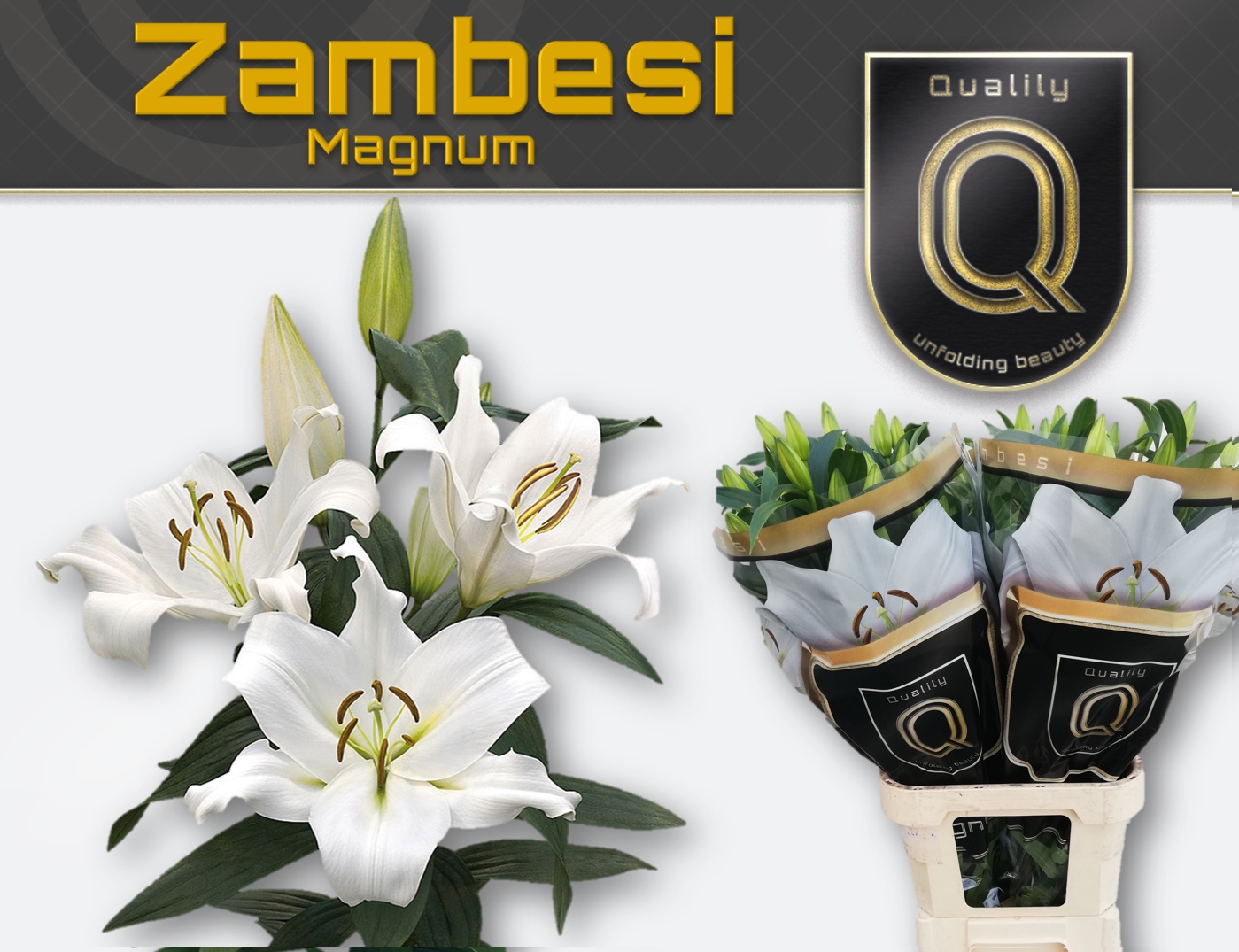 Li Ot Zambesi