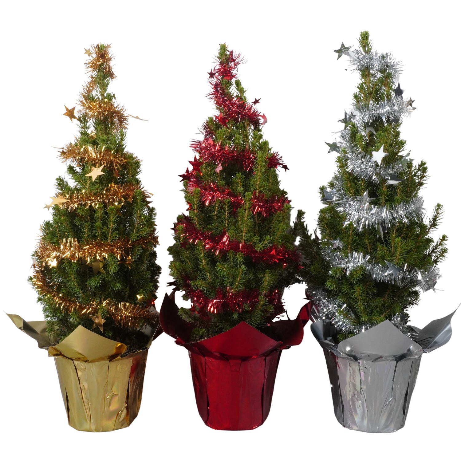 Picture of PTK24524 Picea Conica Perfecta in shinning potcover decoration P15 50CM