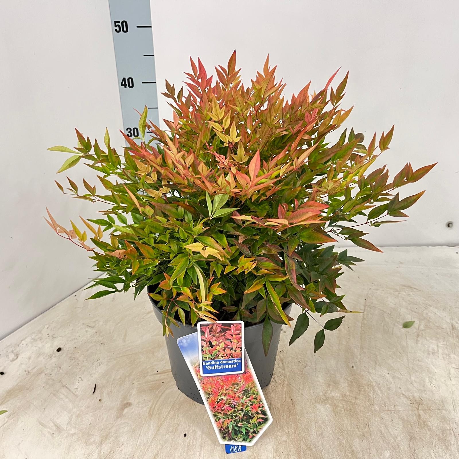 Picture of Nandina domestica Gulfstream P23 (5 Ltr) (LOOSE)