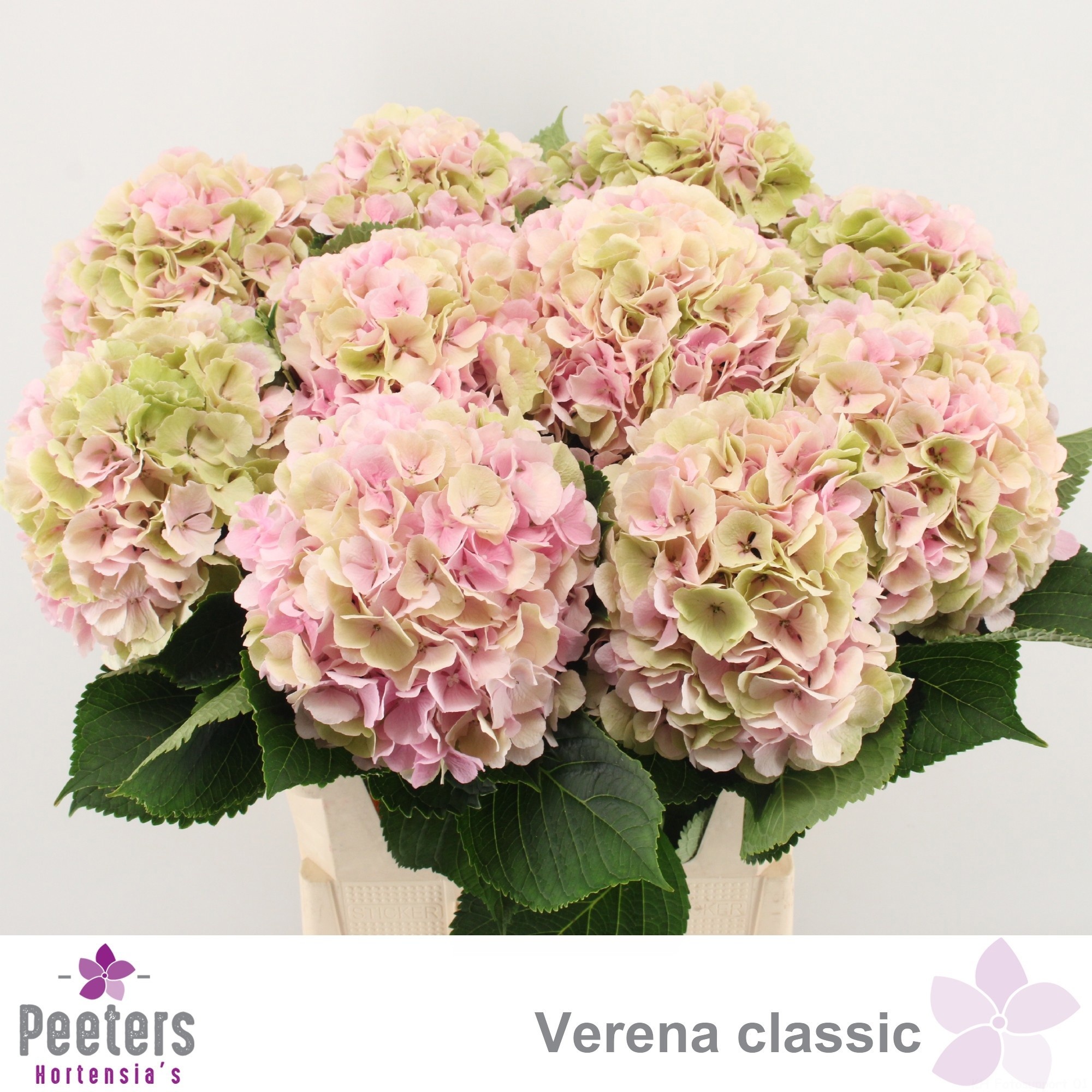 Hydr M Verena Cl