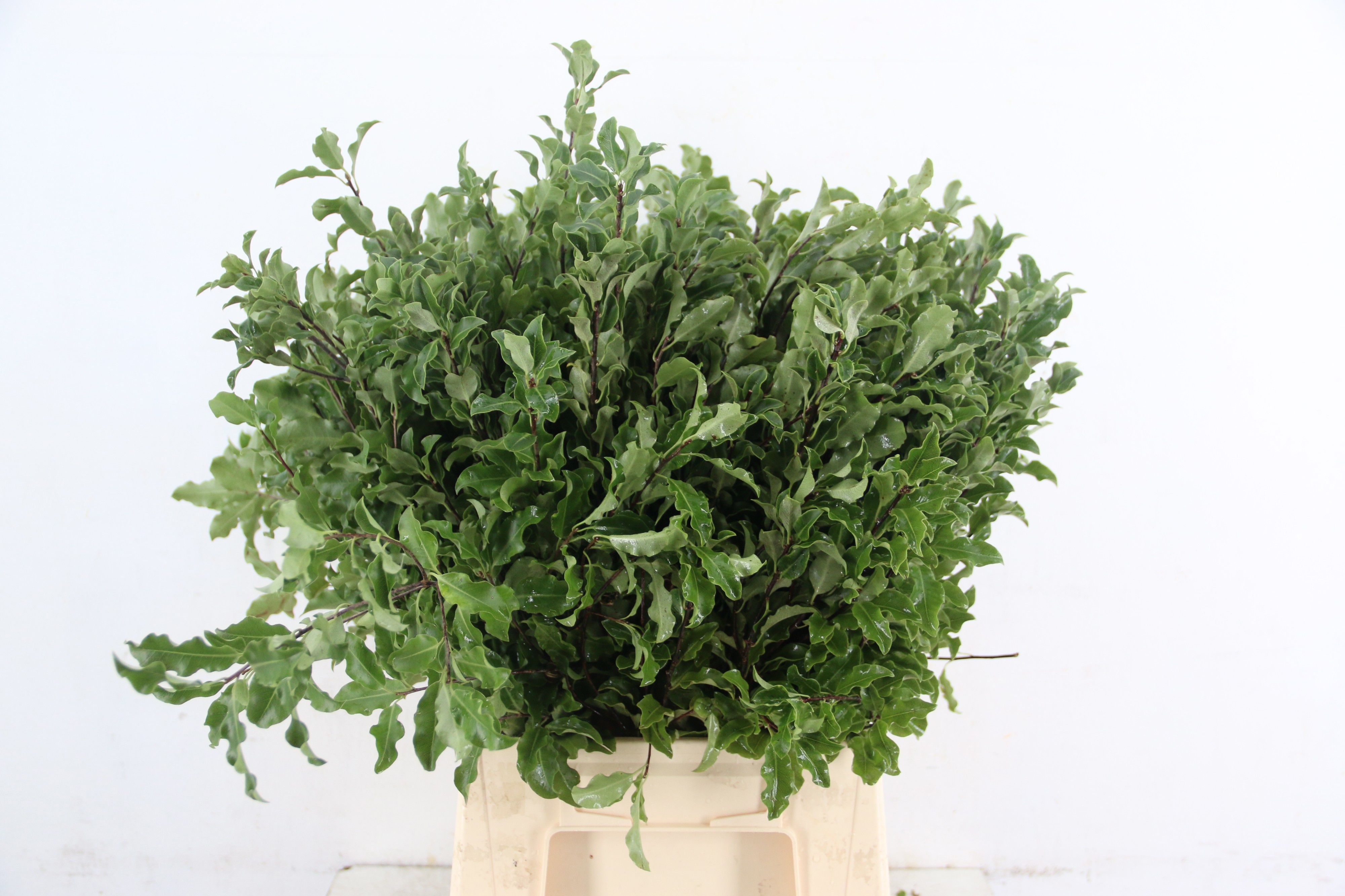 Pittosporum 55cm