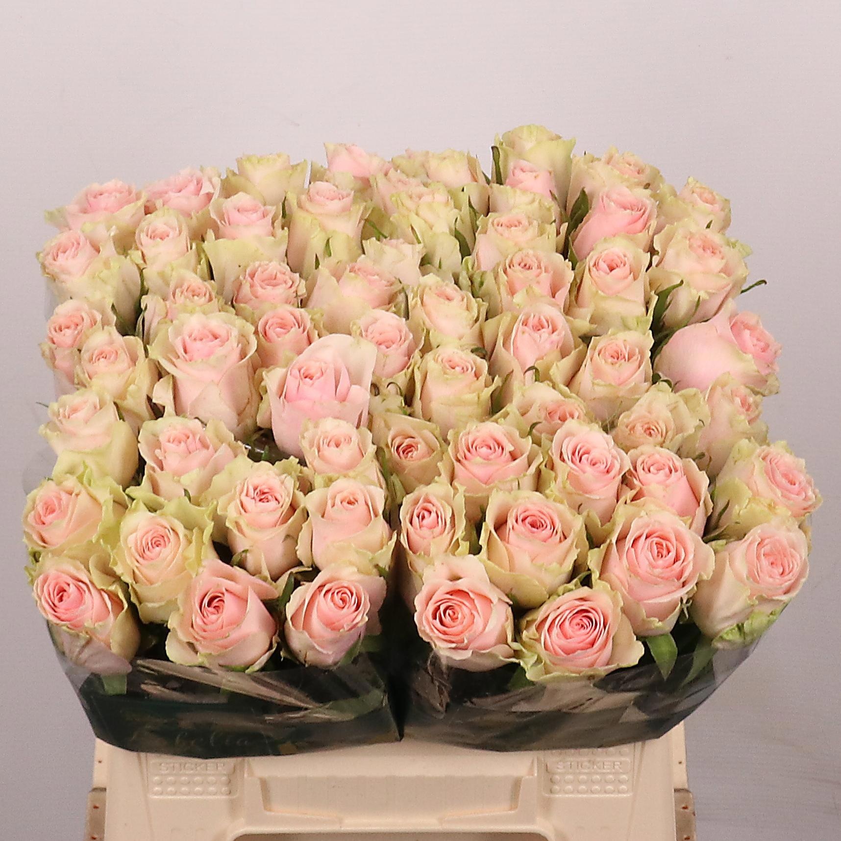Rosa Frutteto 40cm