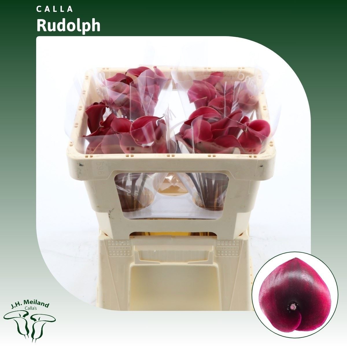 Calla Rudolph 45cm