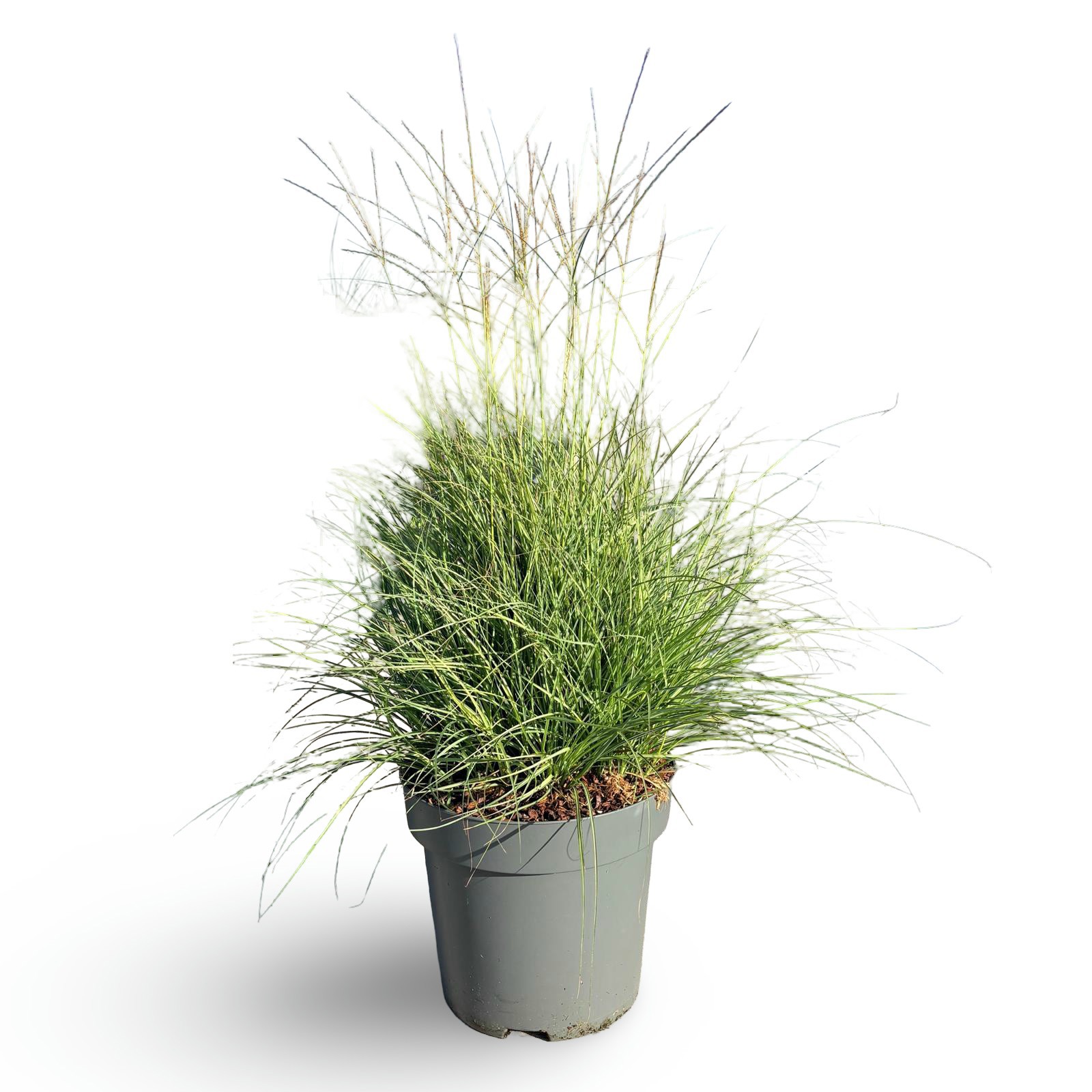 Miscanthus sinensis 'Adagio'