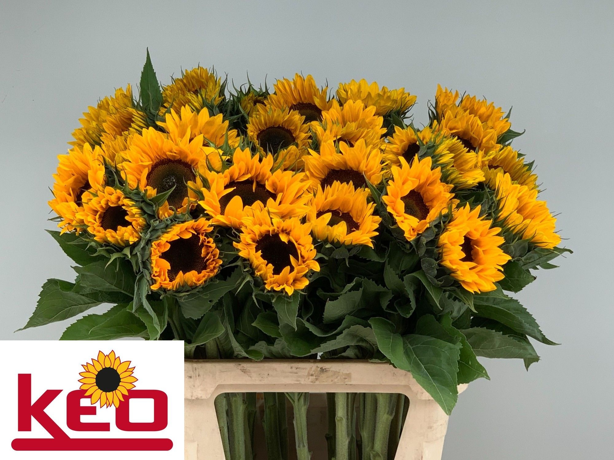 Helianthus Sunrich Or 80cm