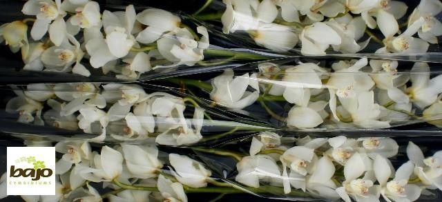 Cymbidium Winterbird Early 8/11bl