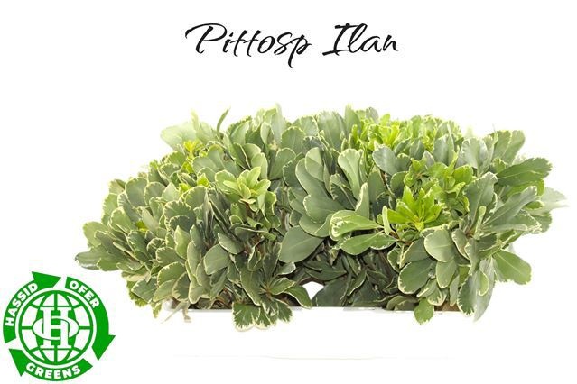 Pittosporum Ilan 45cm