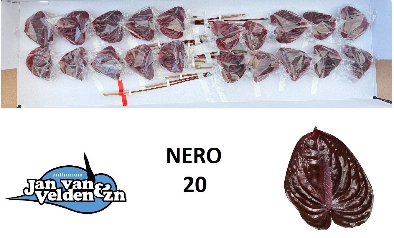 Anth A Nero