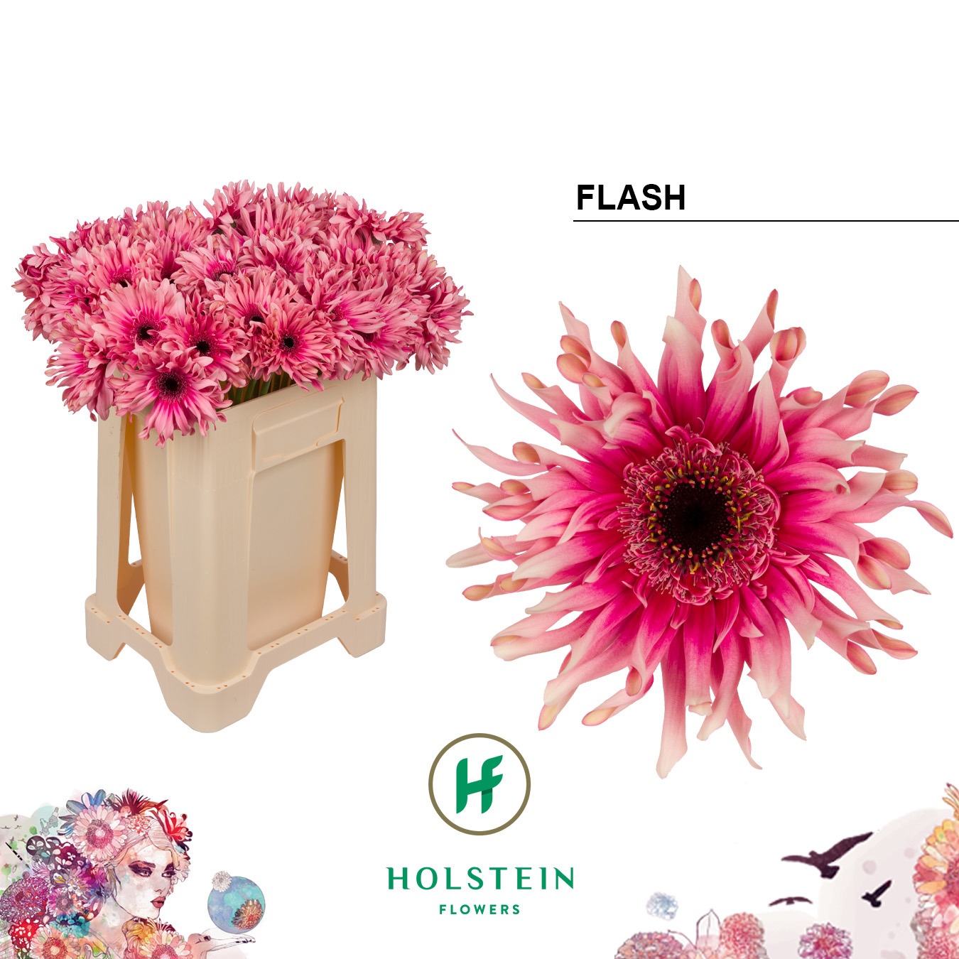 Gerbera Kv Gpa Flash
