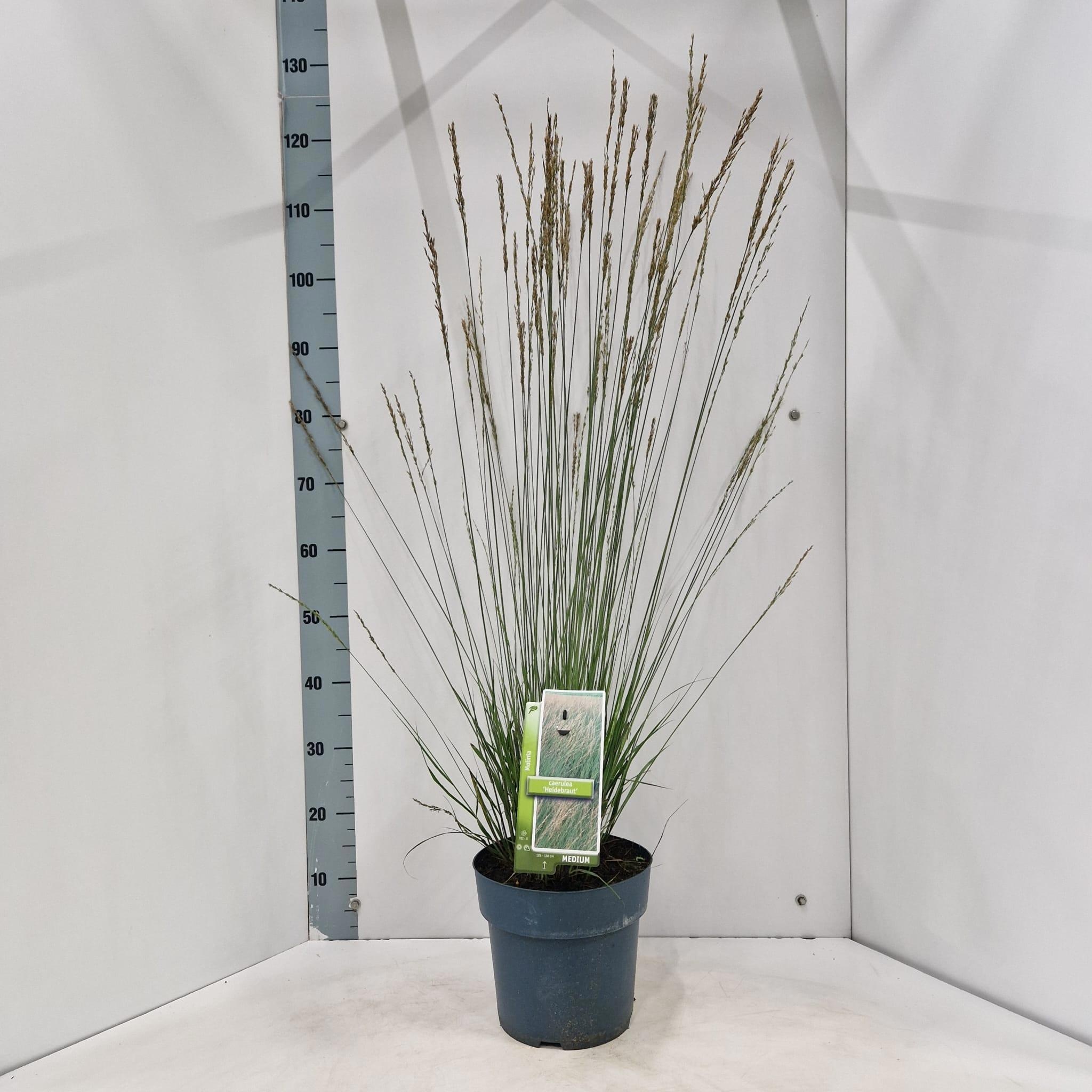Molinia caerulea 'Heidebraut'