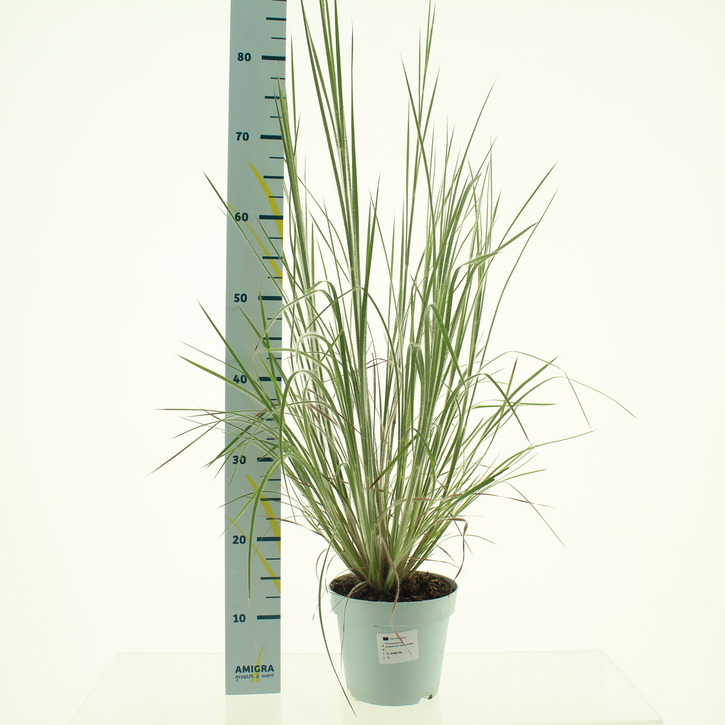 Picture of Schizachyrium scoparium P17 (2 Ltr)