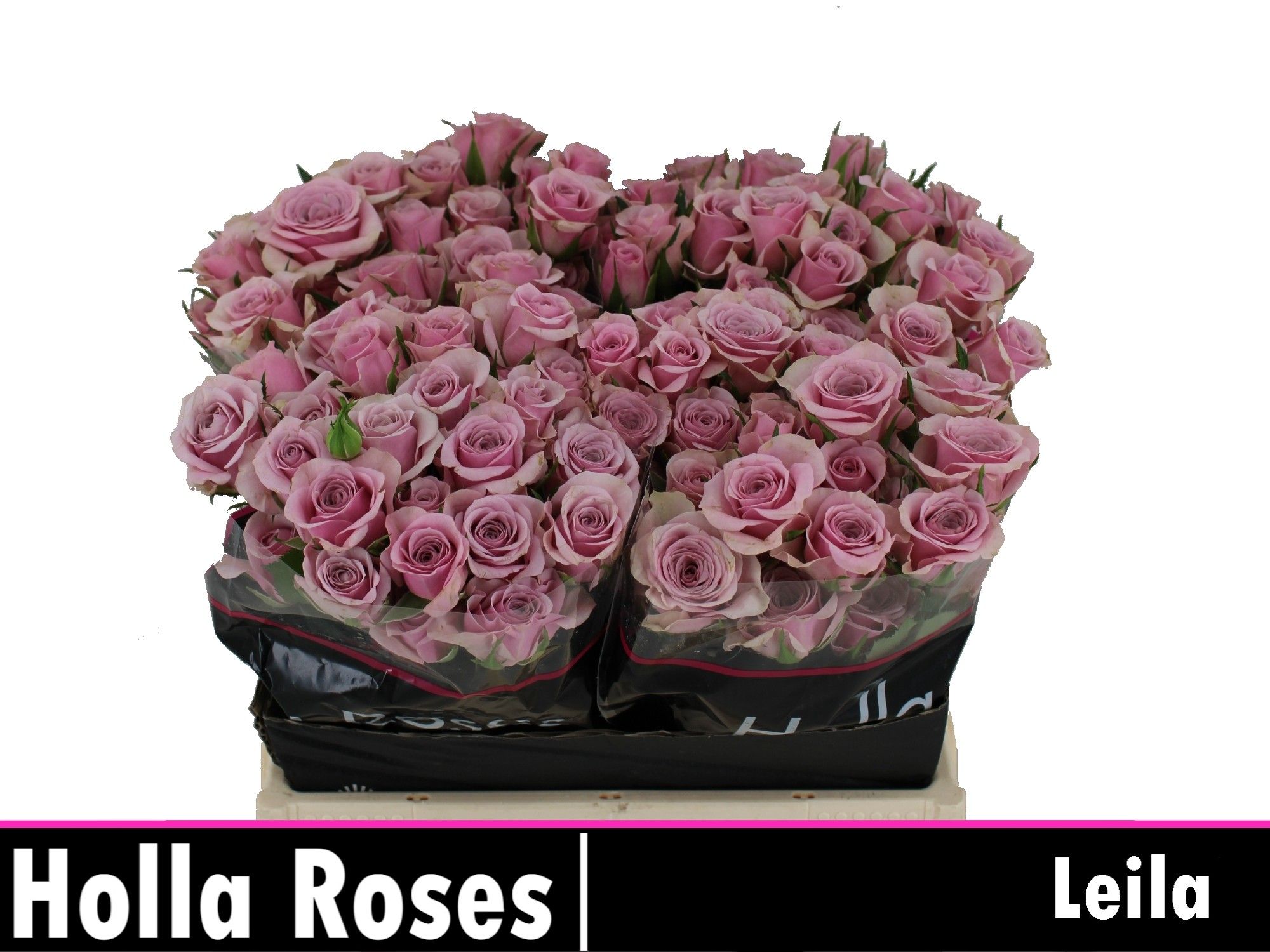 R Tr Leila