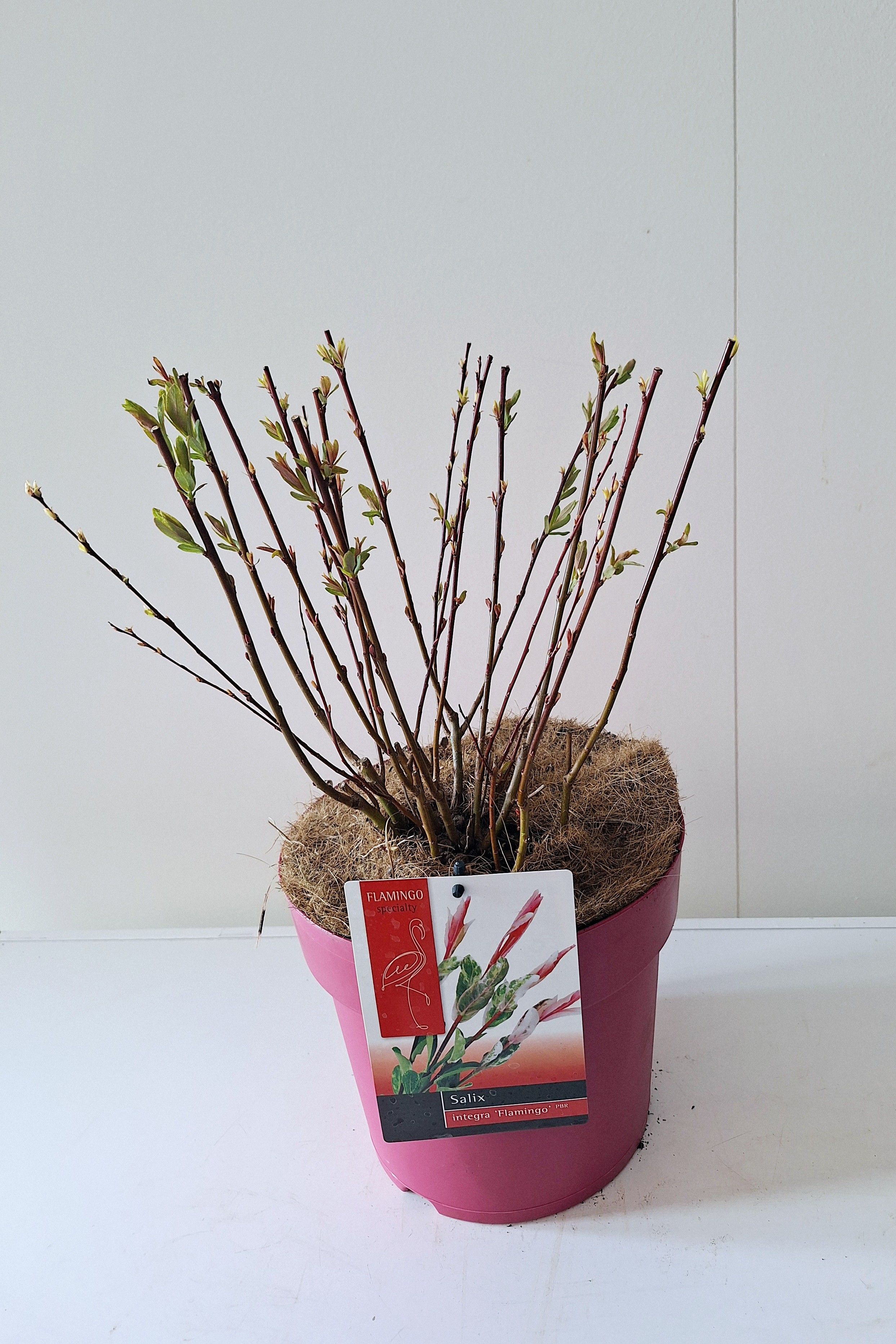 Picture of Salix Flamingo bush p23 Pink pot