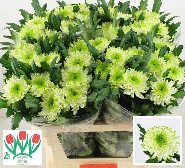 Chrys Single Zembla Lime 70cm 105gram