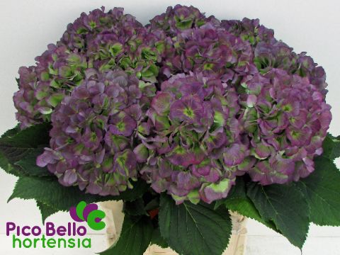 Hydrangea Verena Classic Blue 90cm 24Ø