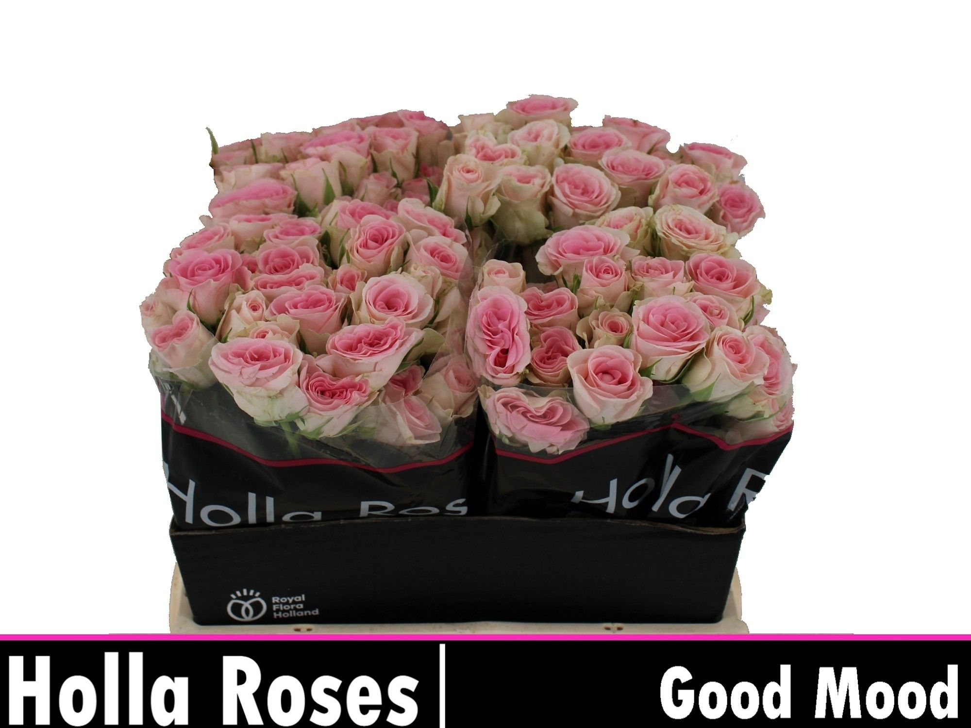 Rosa Spr Good Mood 40cm