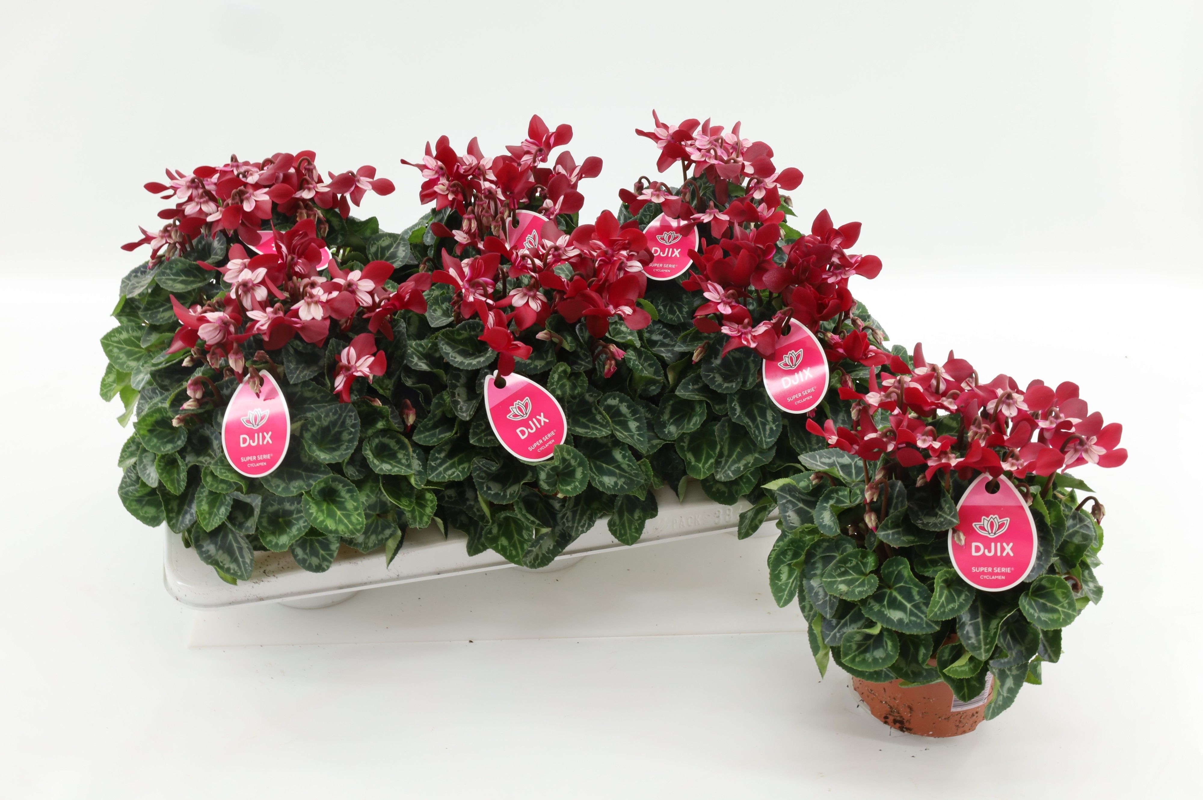 Cyclamen Djix Dark Red