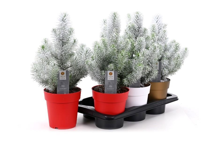 Pinus Silver Crest 17P 45H