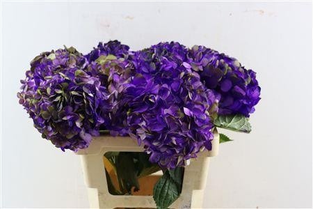 Hydrangea Painted 60cm 18Ø