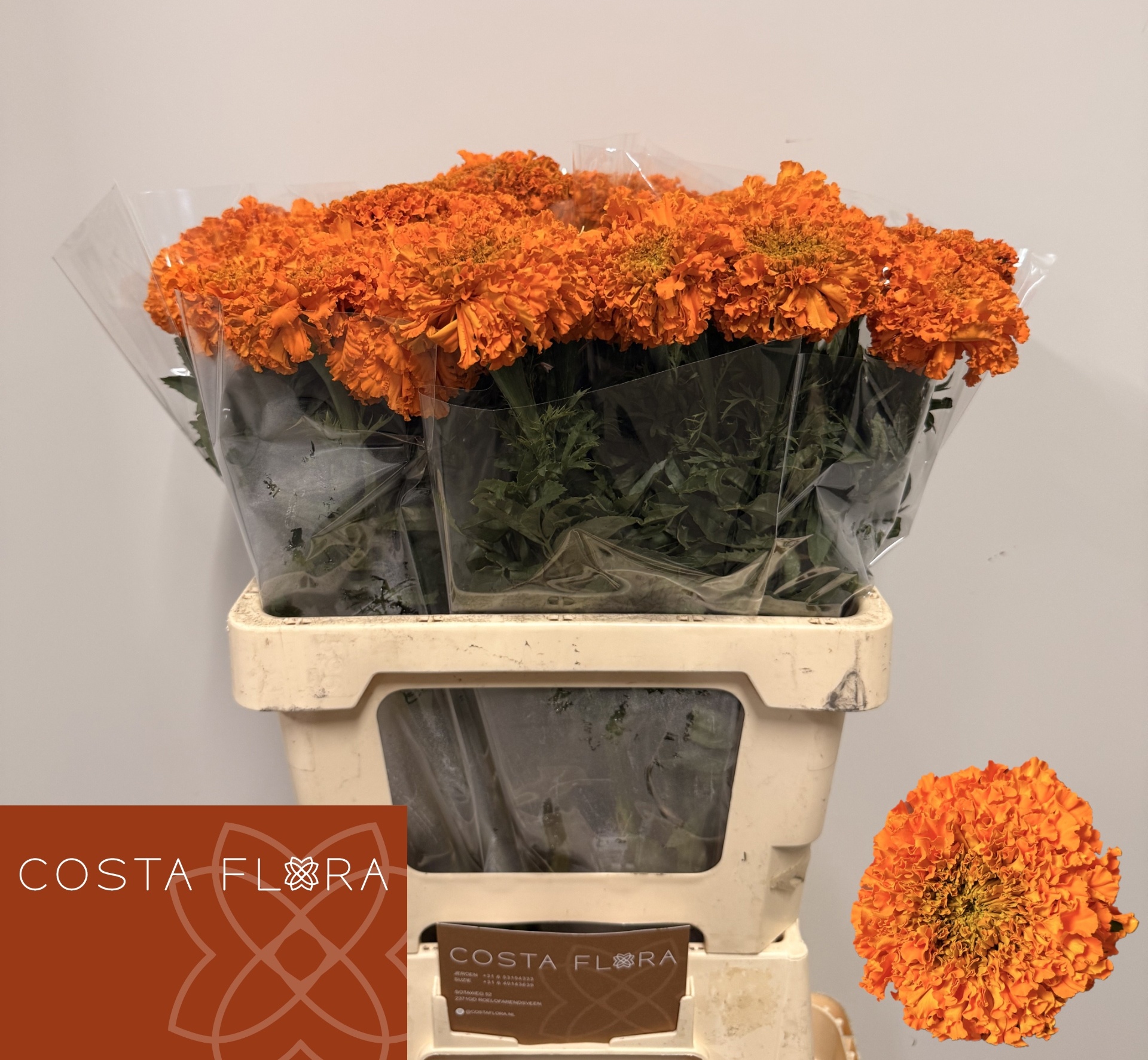 Tag E Promise Orange