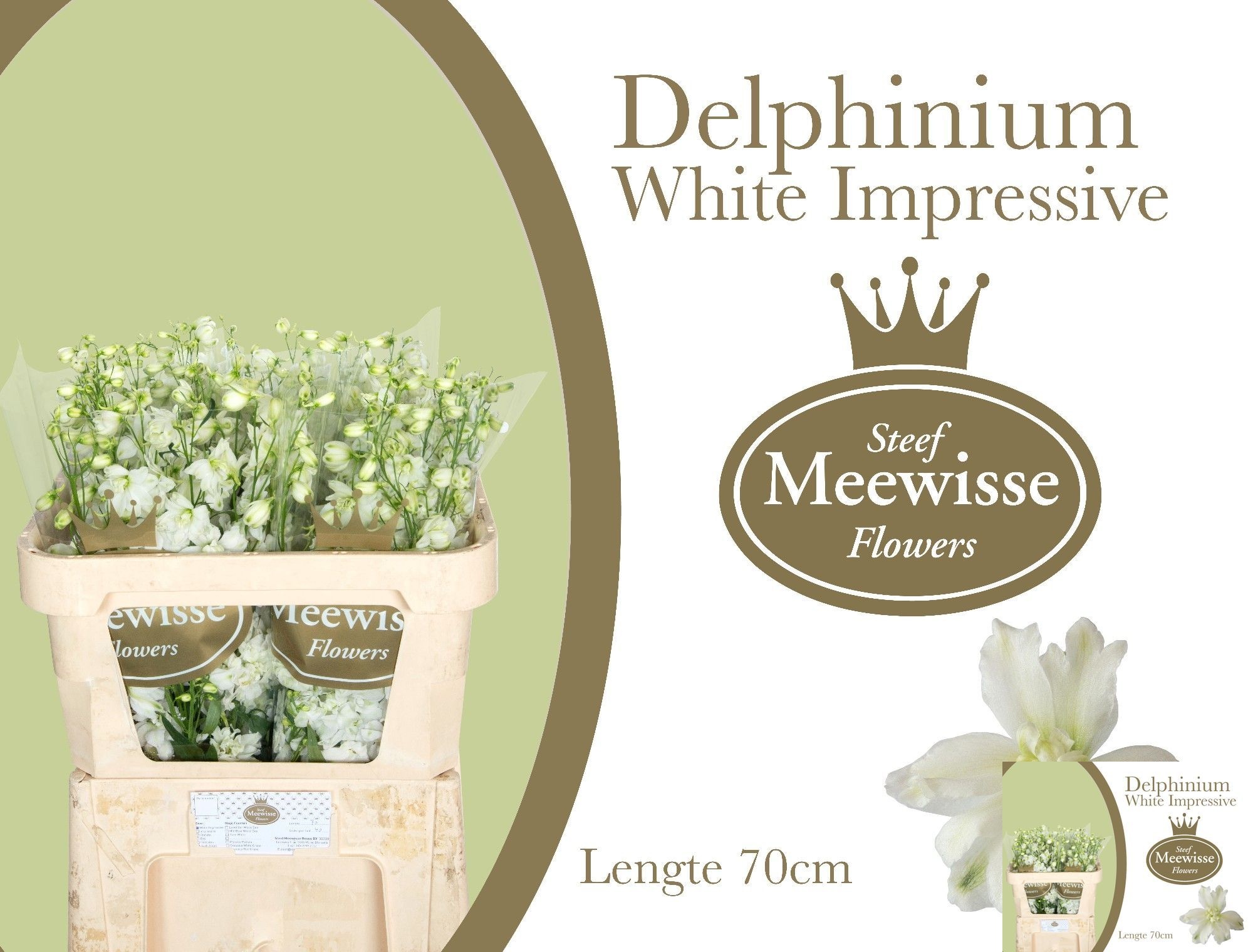 Delph El Dew Impr Wh
