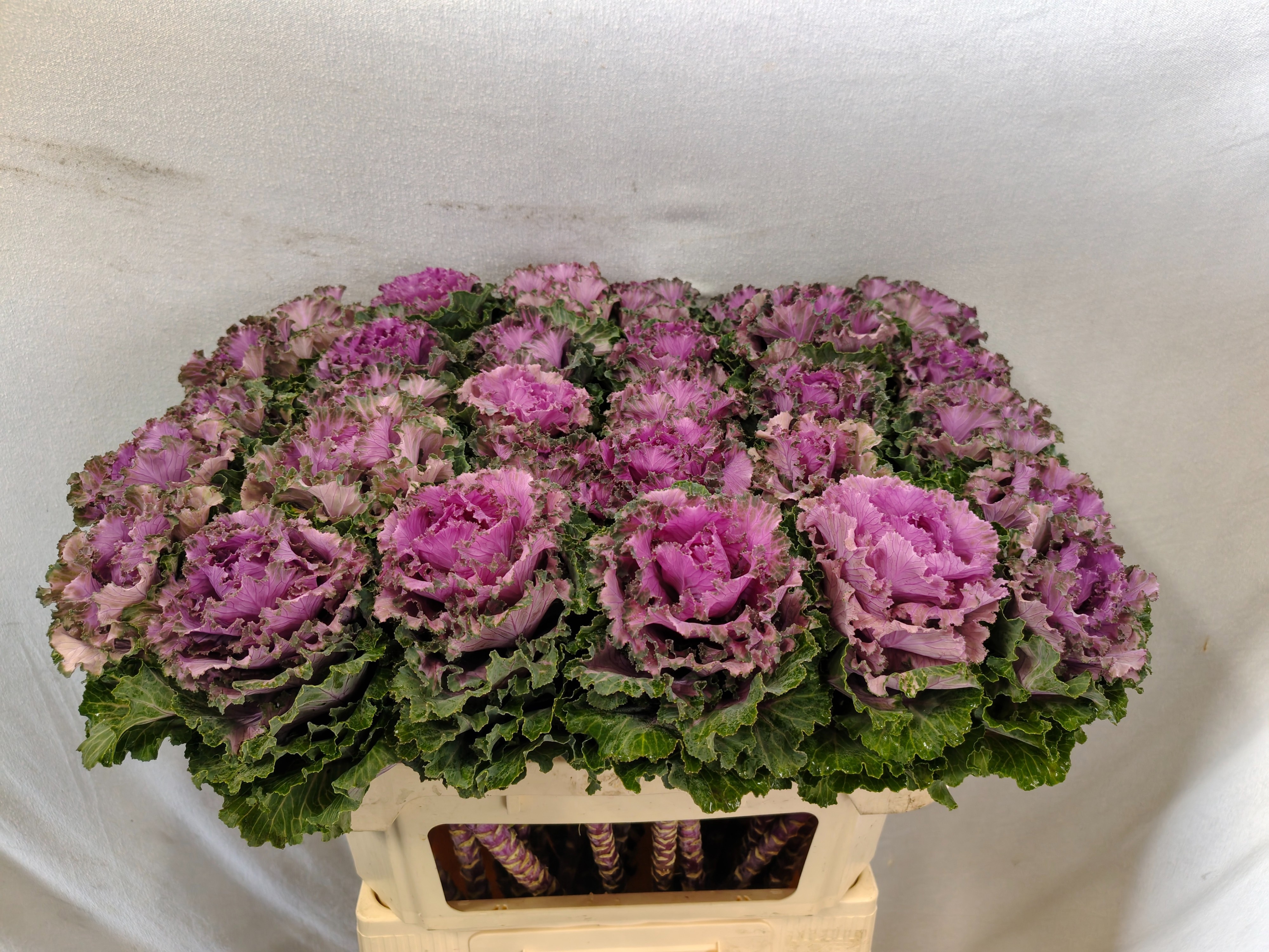 Brassica Bogdana 70cm