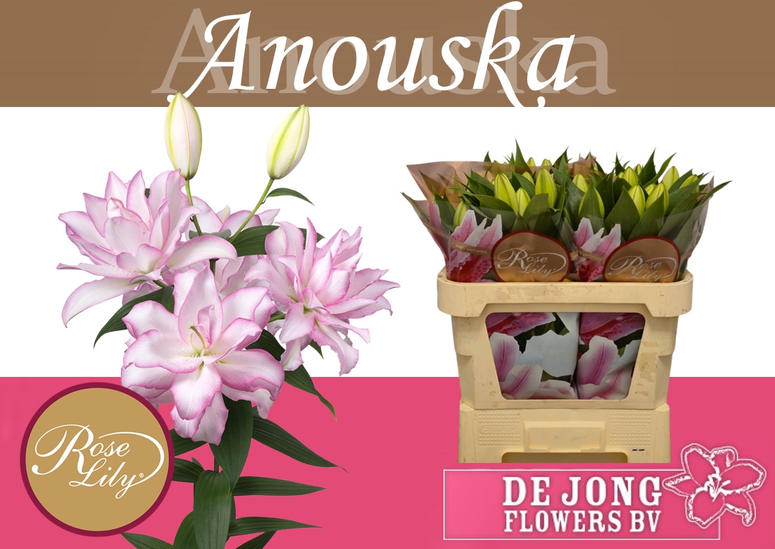 Li Or Du Anouska