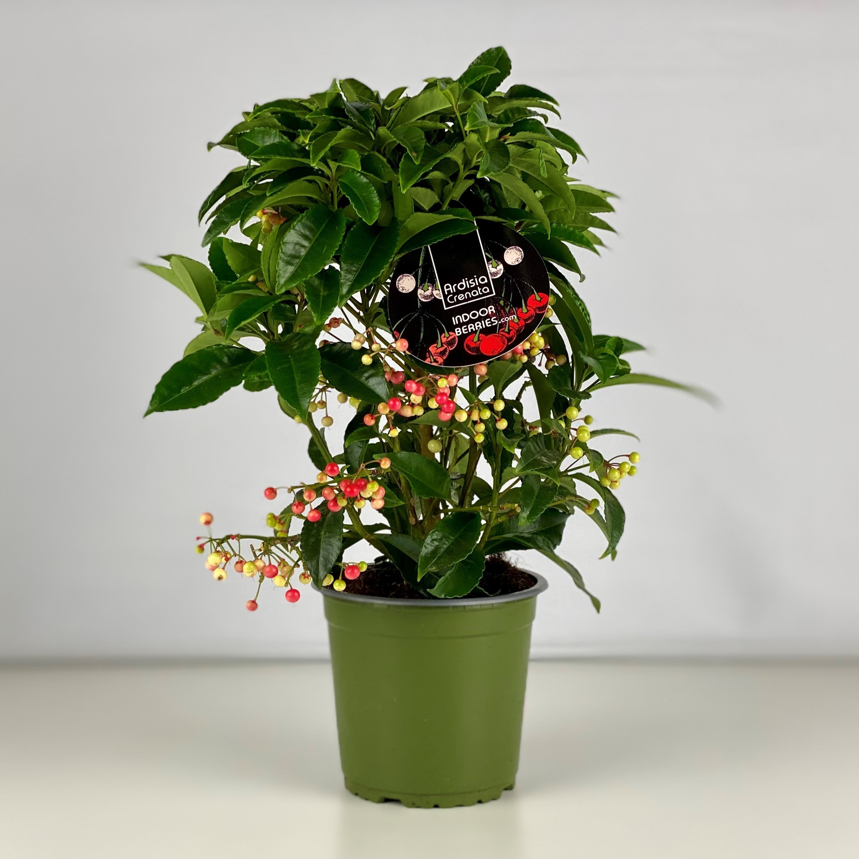 Picture of Ardisia crenata Lichtere Besbezetting Budget 2024 P14 35CM