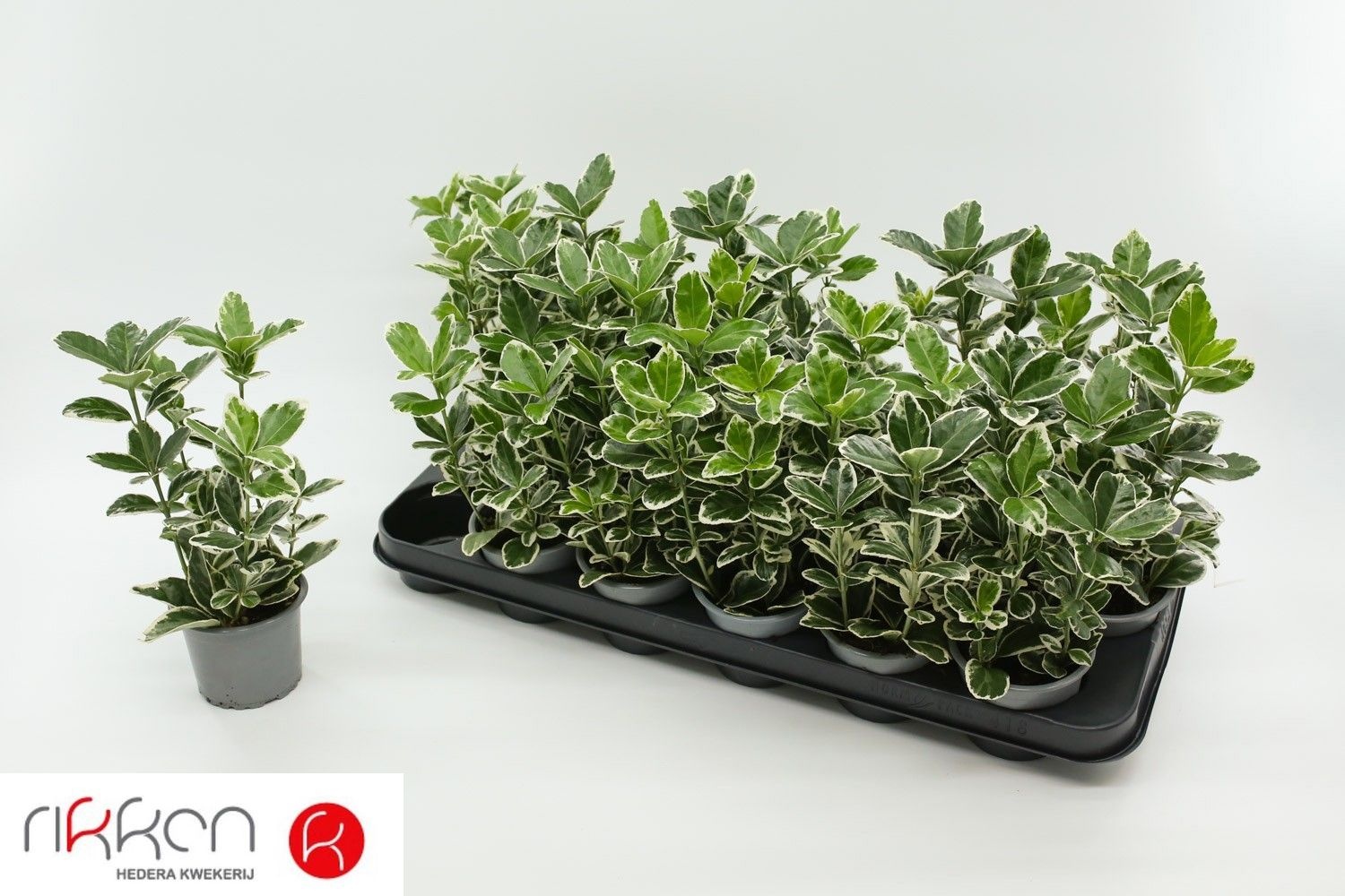 Euonymus Jap Kathy 9P 15H