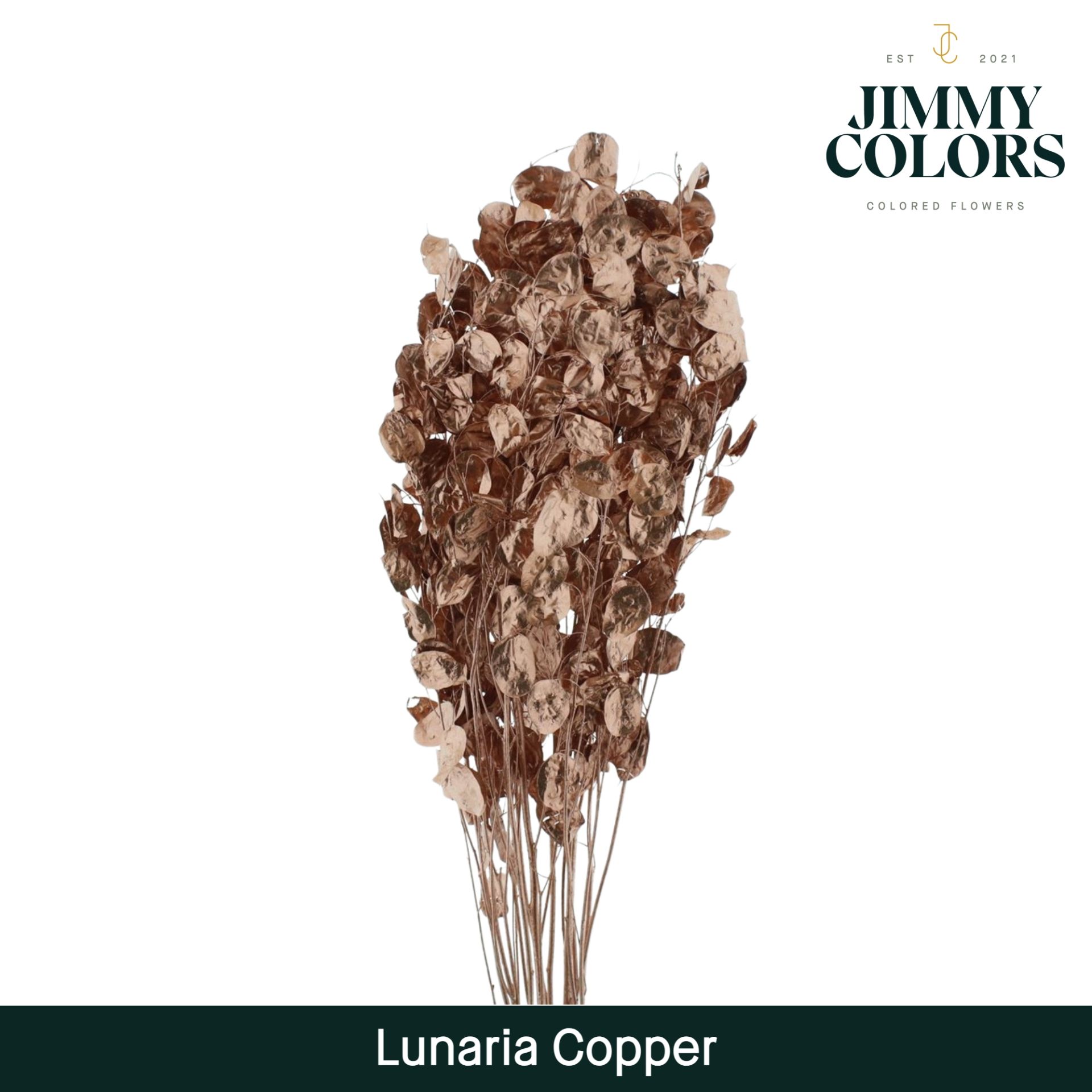Lunaria Gebleekt Koper