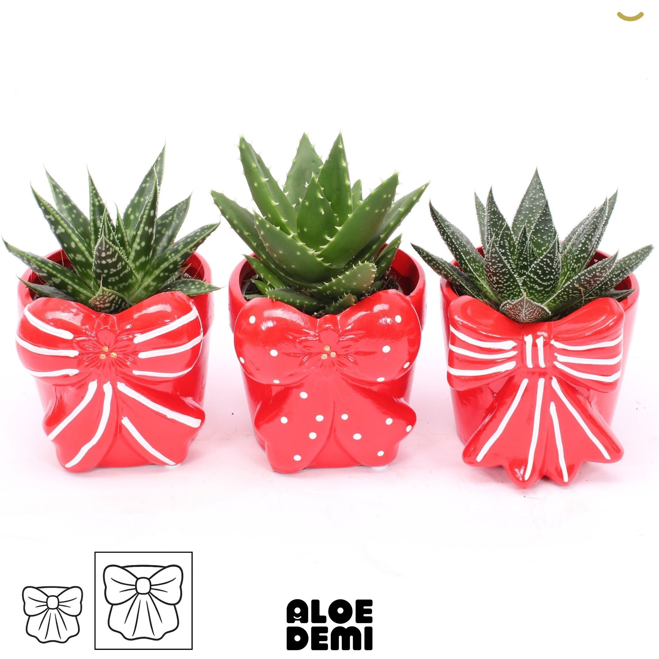 Succulenten Overig 10Ø 13cm