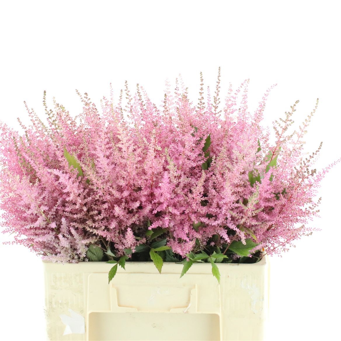 Astilbe Romanze 60cm