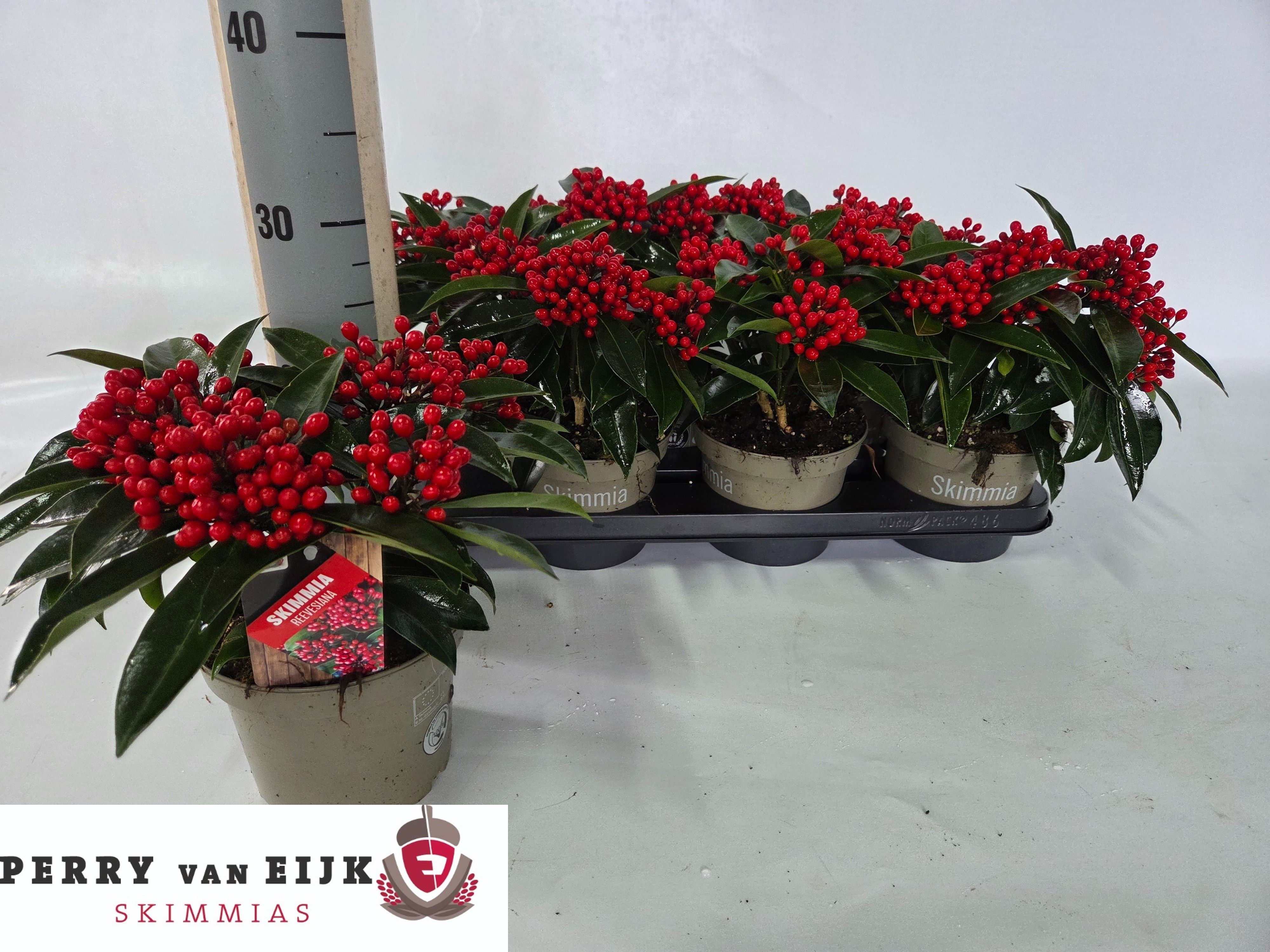 Skimmia Reevesiana 15Ø 25cm